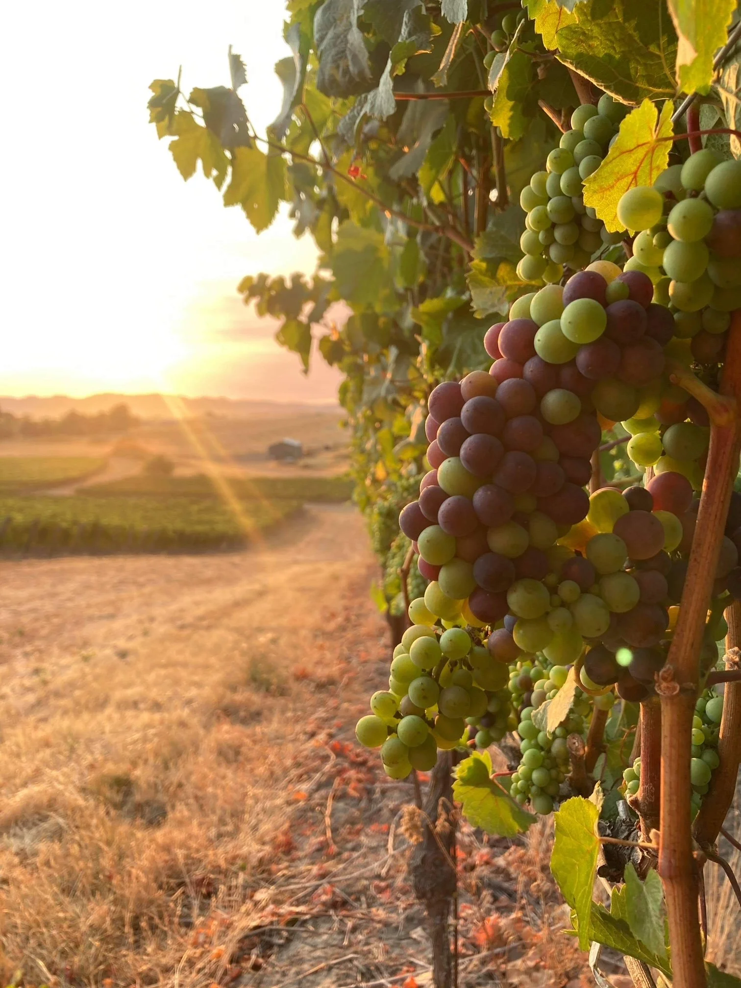 sun on grapes.JPG