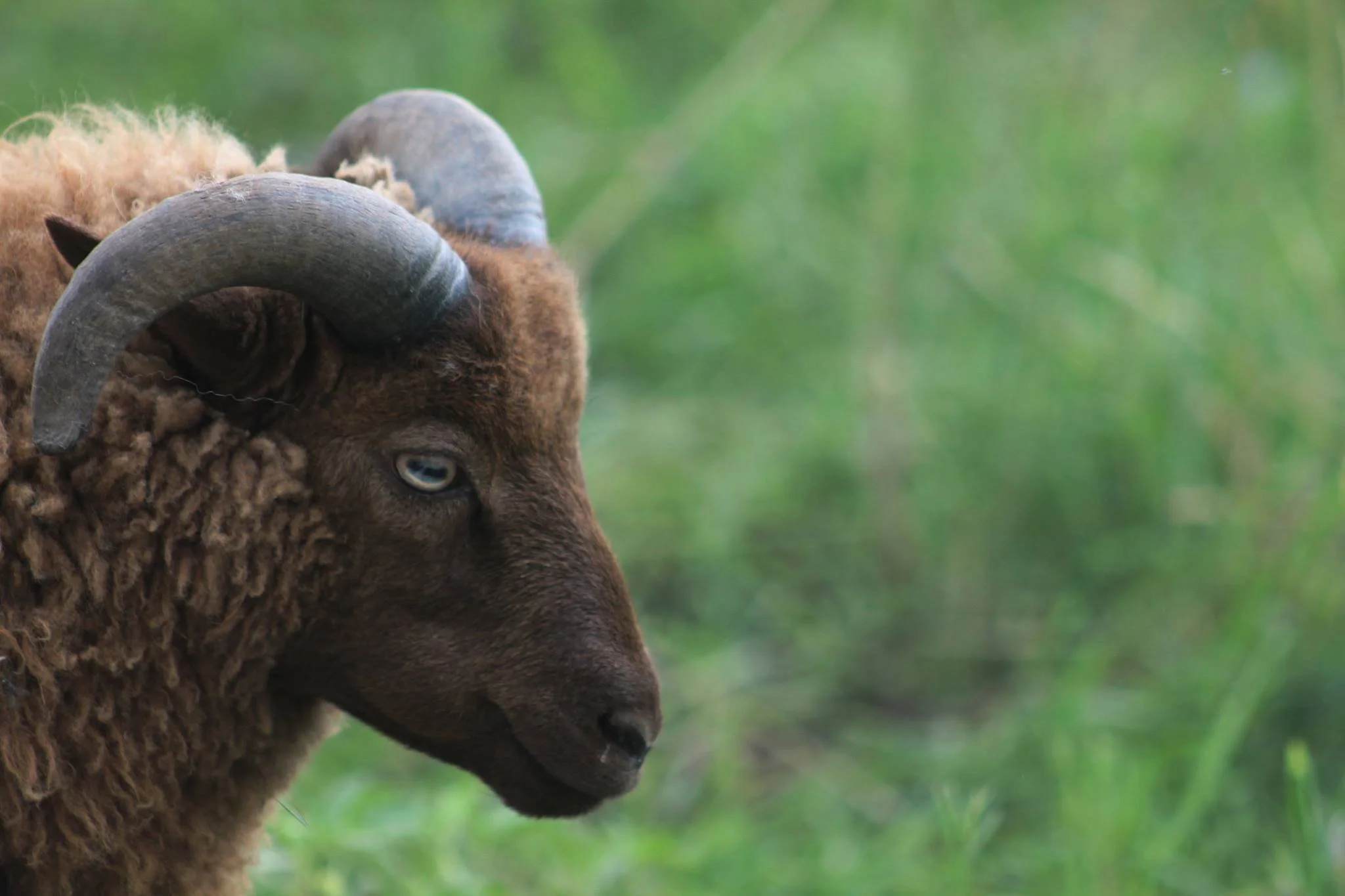 moorit ram.jpg