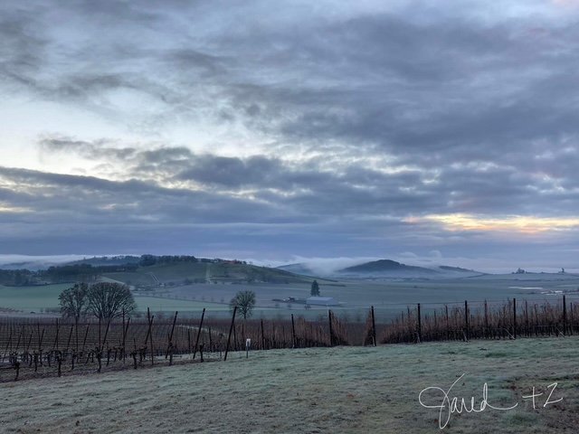 Vineyard green view.JPG