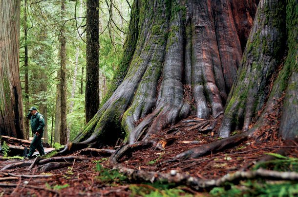 Ross Creek Cedars