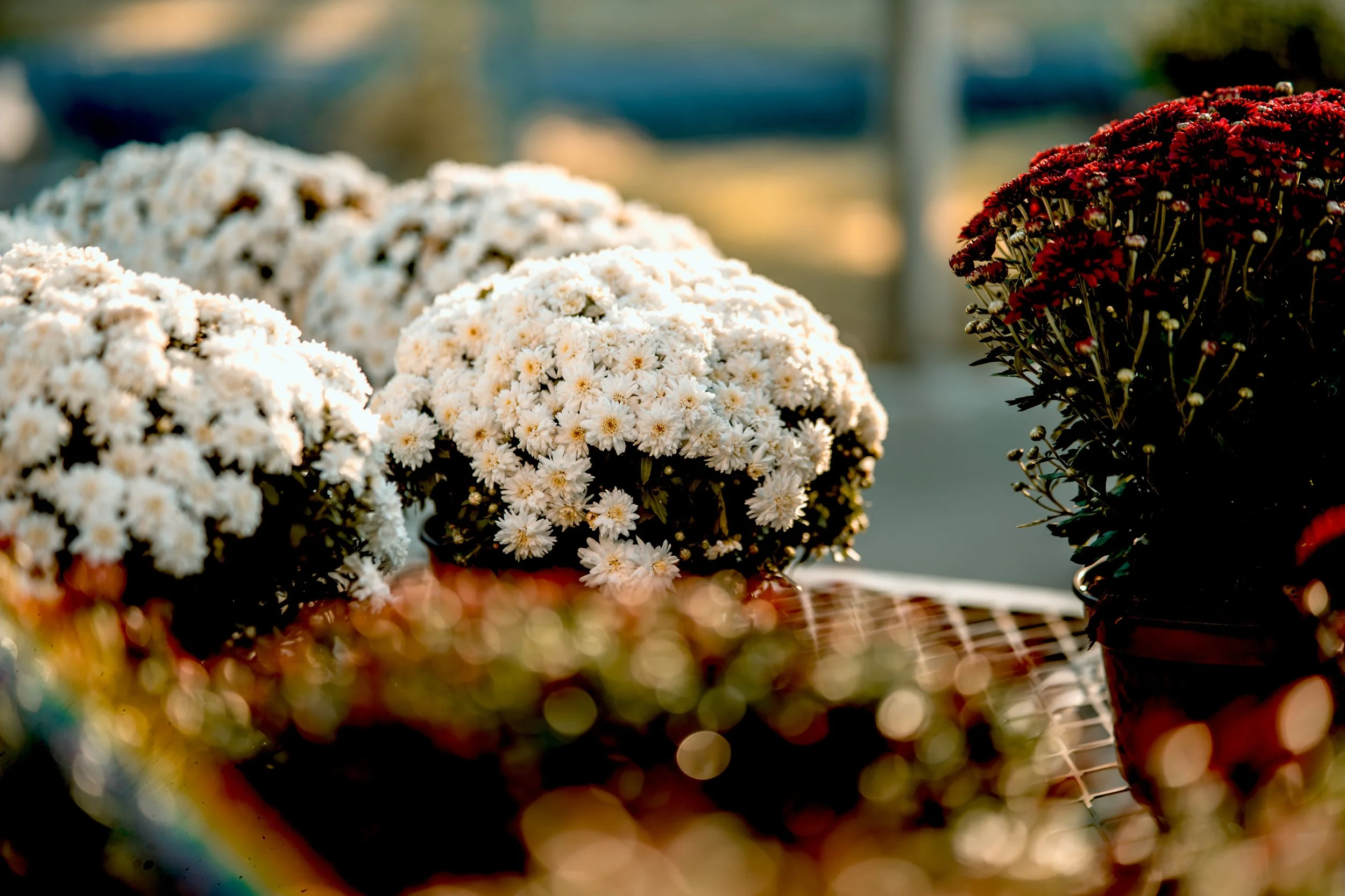 Close-up of white daisies and dark red flowers in pots on a mesh surface outdoors with blurred background.