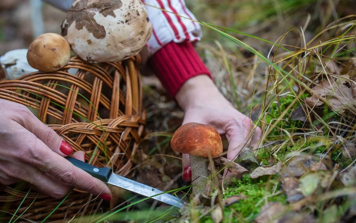 picking-mushrooms-800.jpg
