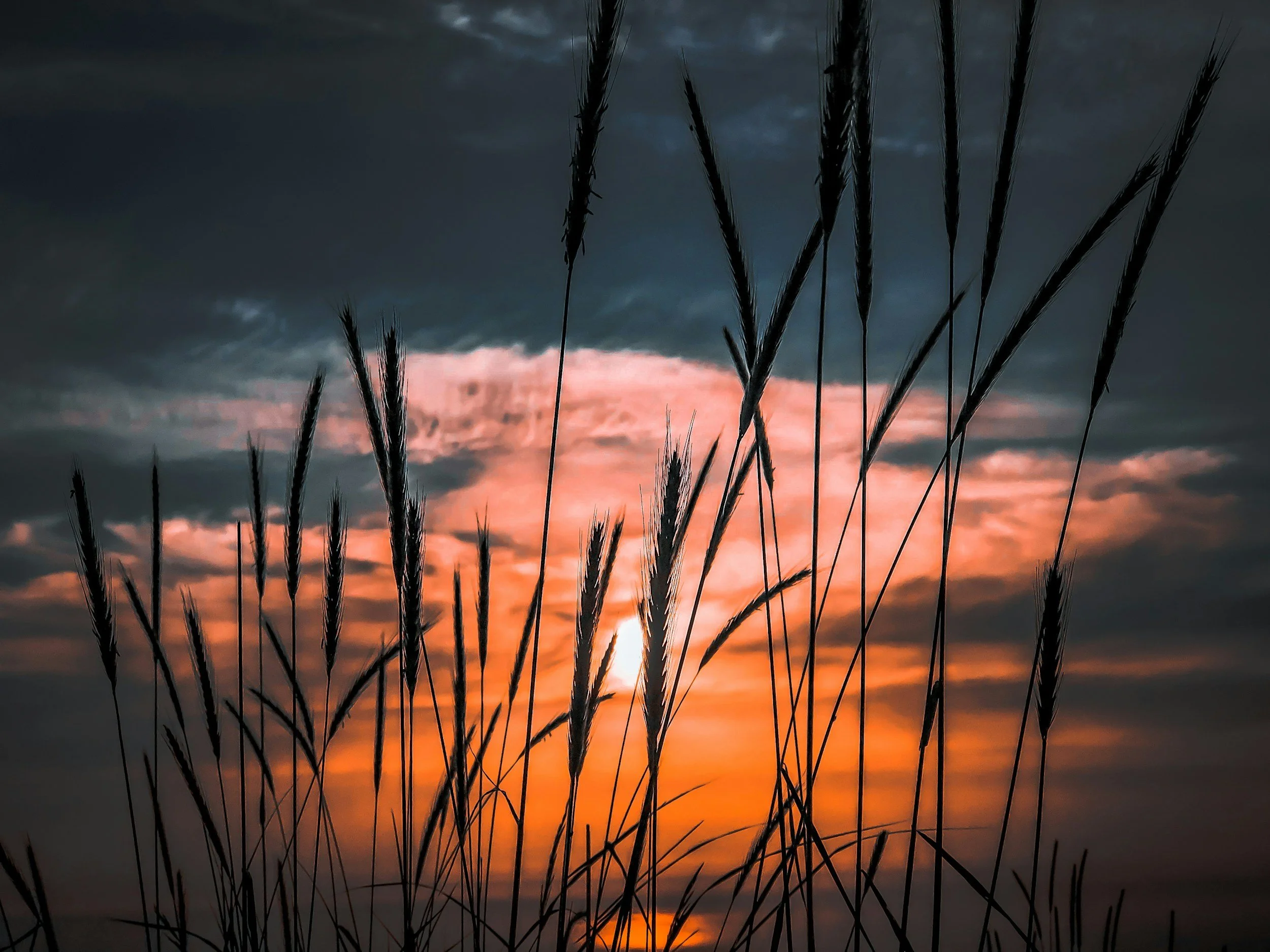 Silhouetted tall grasses against a dramatic sunset with dark clouds and pinkish-orange sky.
