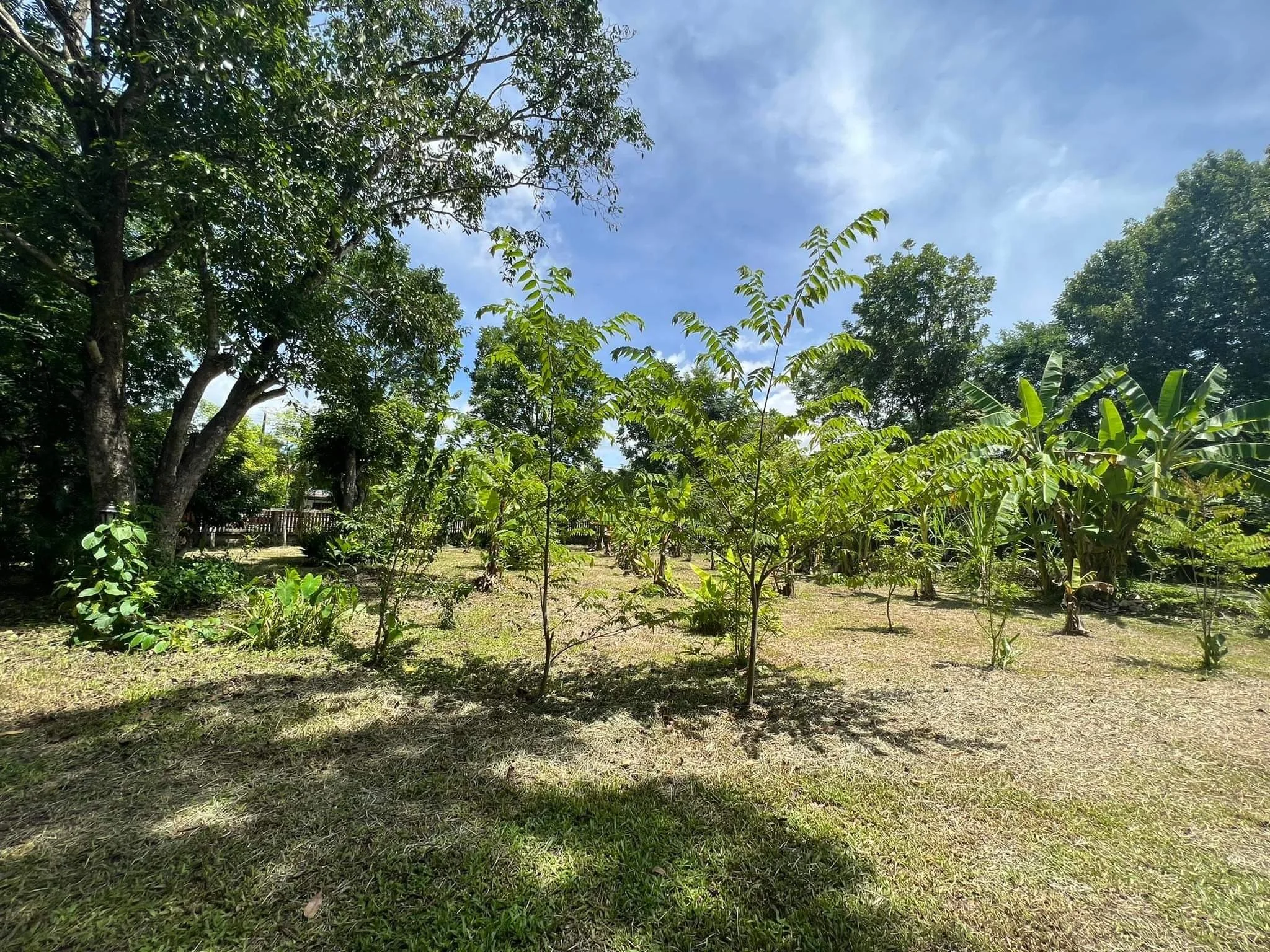 "Gods Yellow House fruit trees"