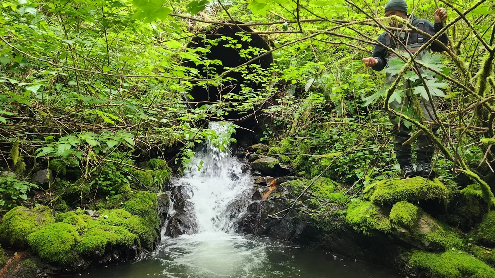 Hoko River Tributaries Fish Barrier Removal and Hatchery Water Intake