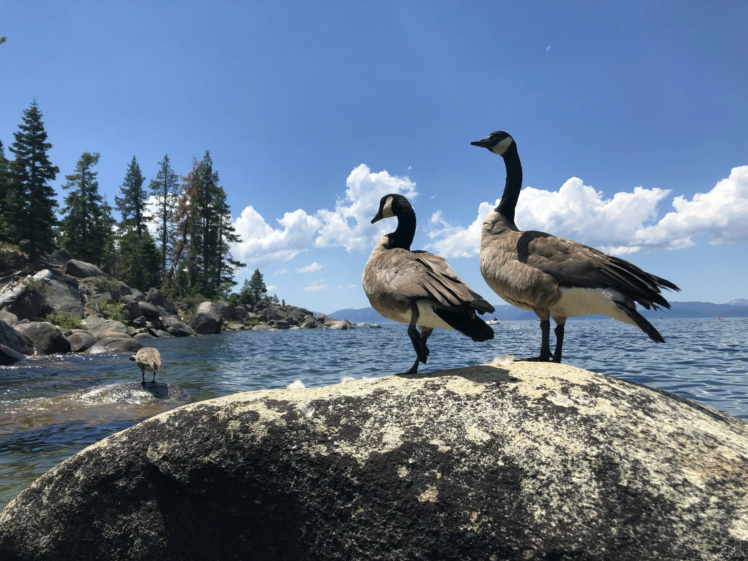 two geese on a rock at Lake Tahoe