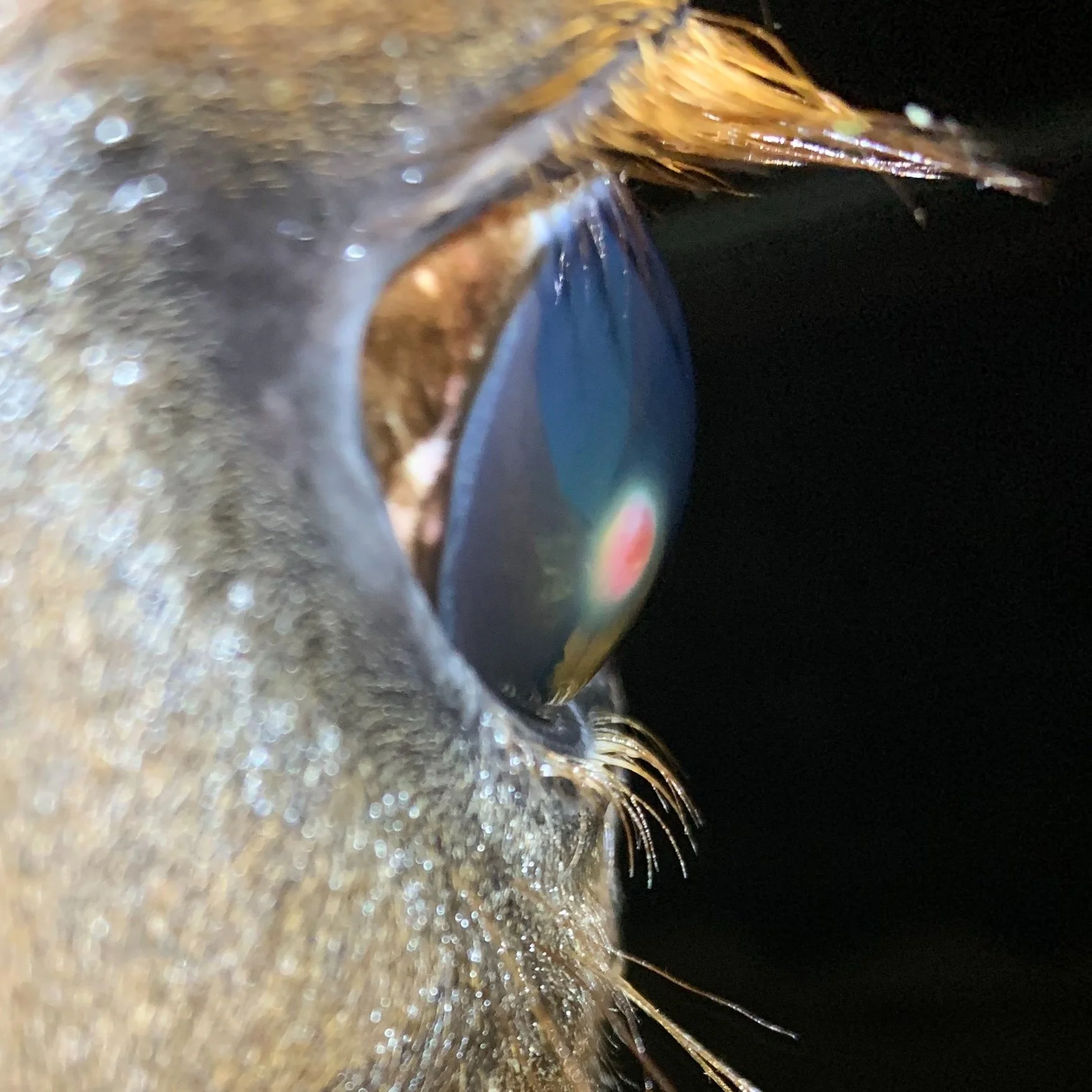 eye crop iris prolaps.jpg