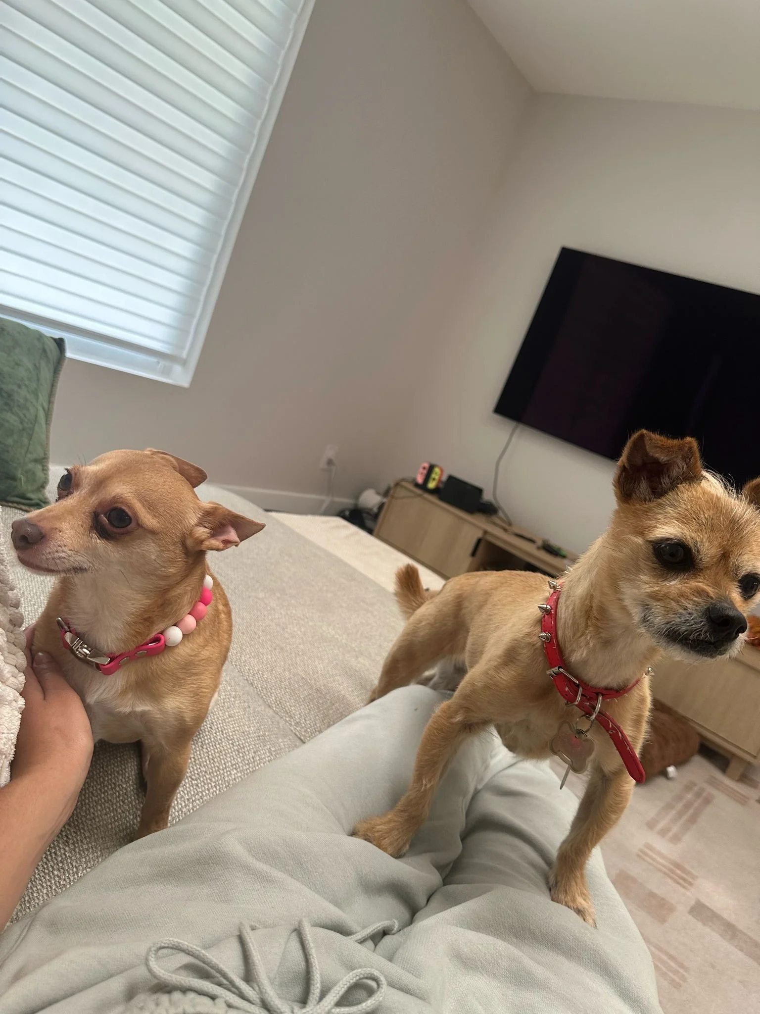 WhatsApp Image 2025-03-24 at 1.11.10 PM.jpeg