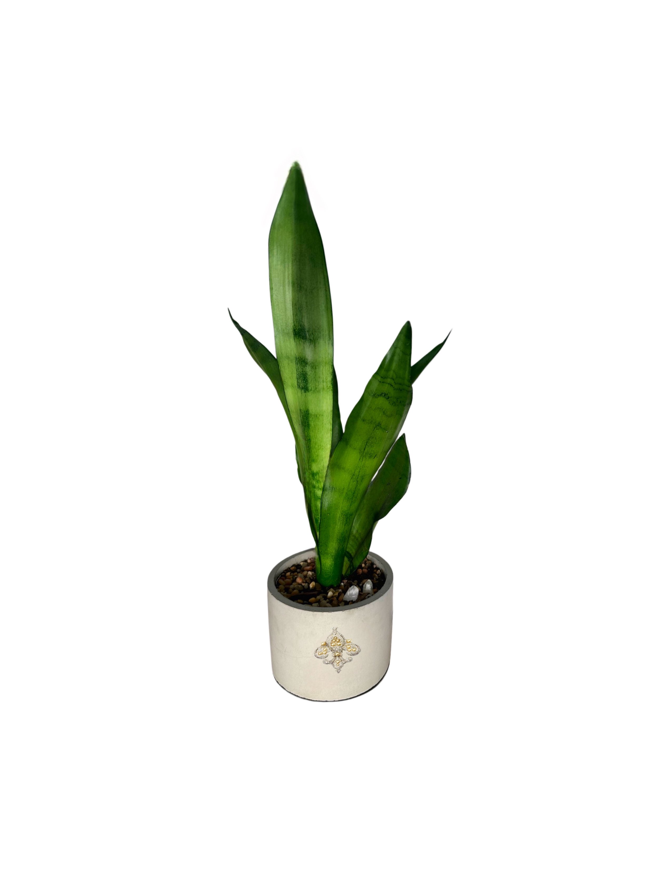 Snake Plant