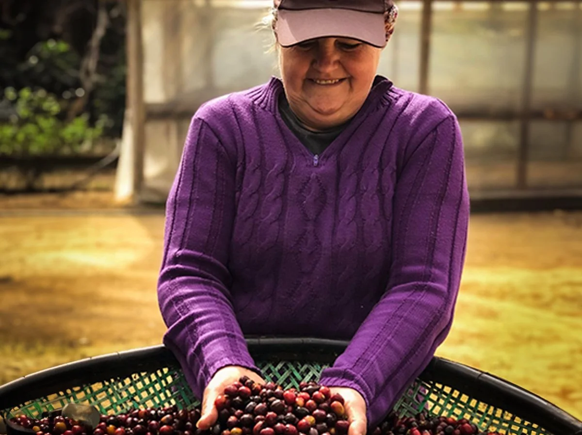 Rosa - Fazenda Alegria - ES