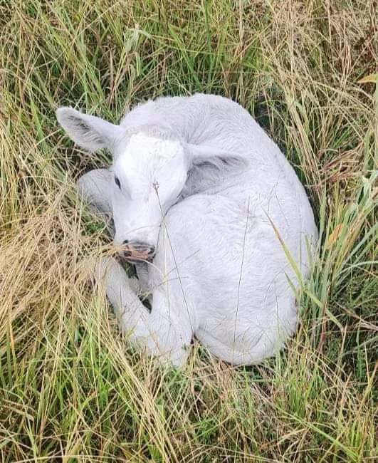 white calf curled up in grass in a field