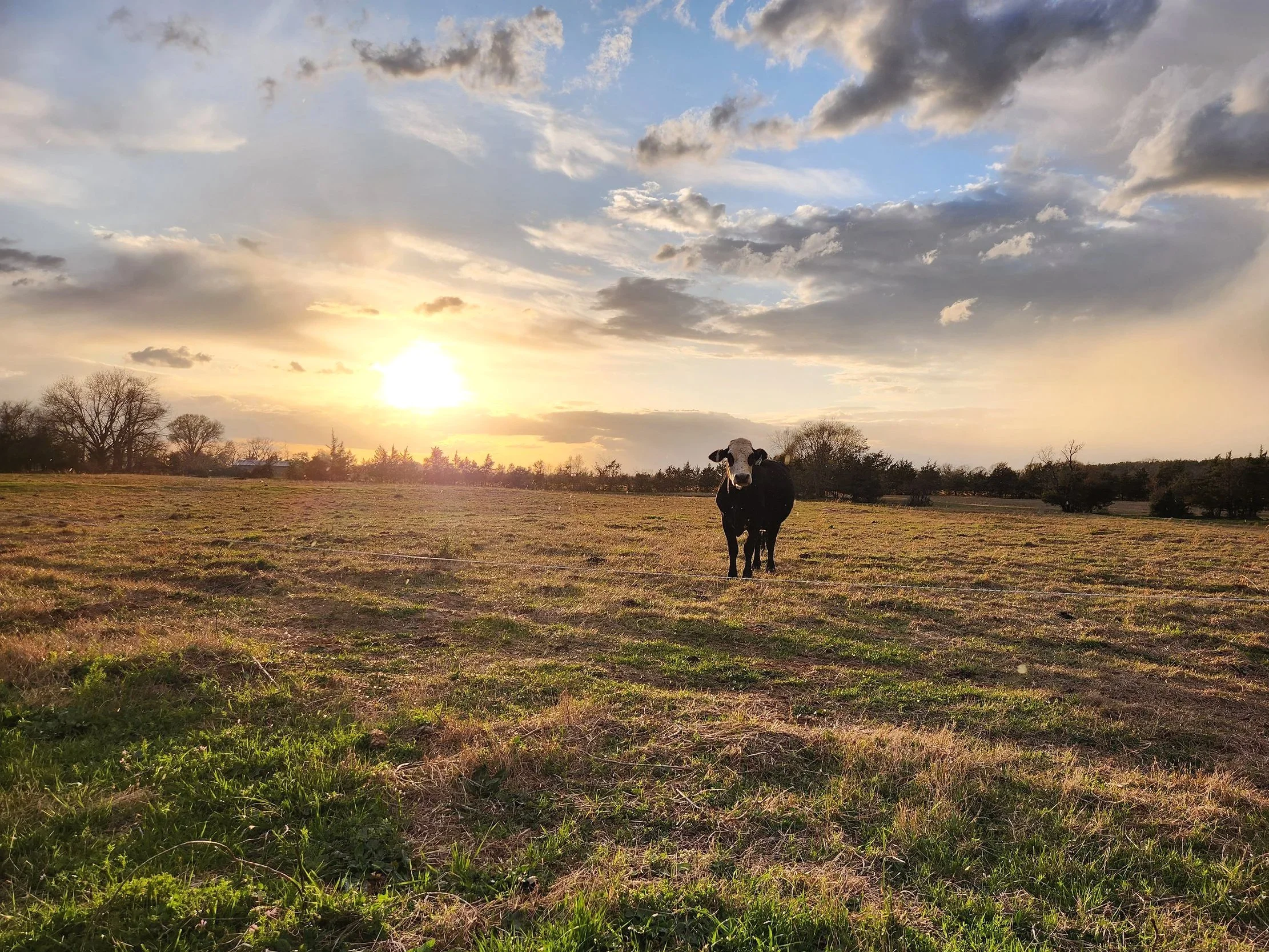 open field at sunsrise with black cow looking at camera