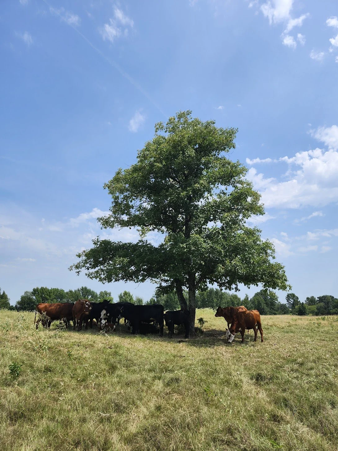 Photo of a large tree in a field with cows eating grass in its shade