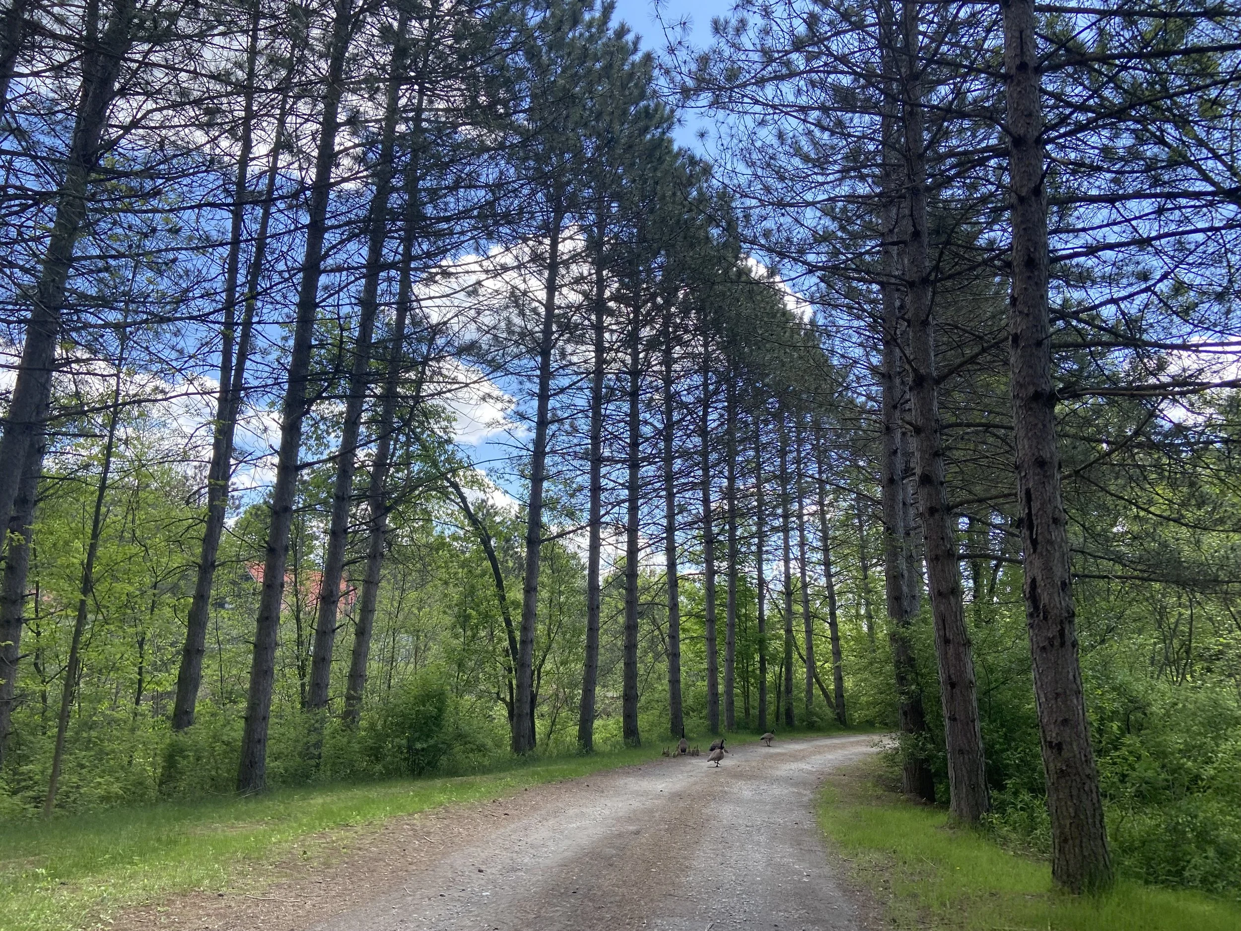 Sentier en forêt avec des arbres hauts et un ciel bleu avec quelques nuages, des canards marchant sur le chemin.