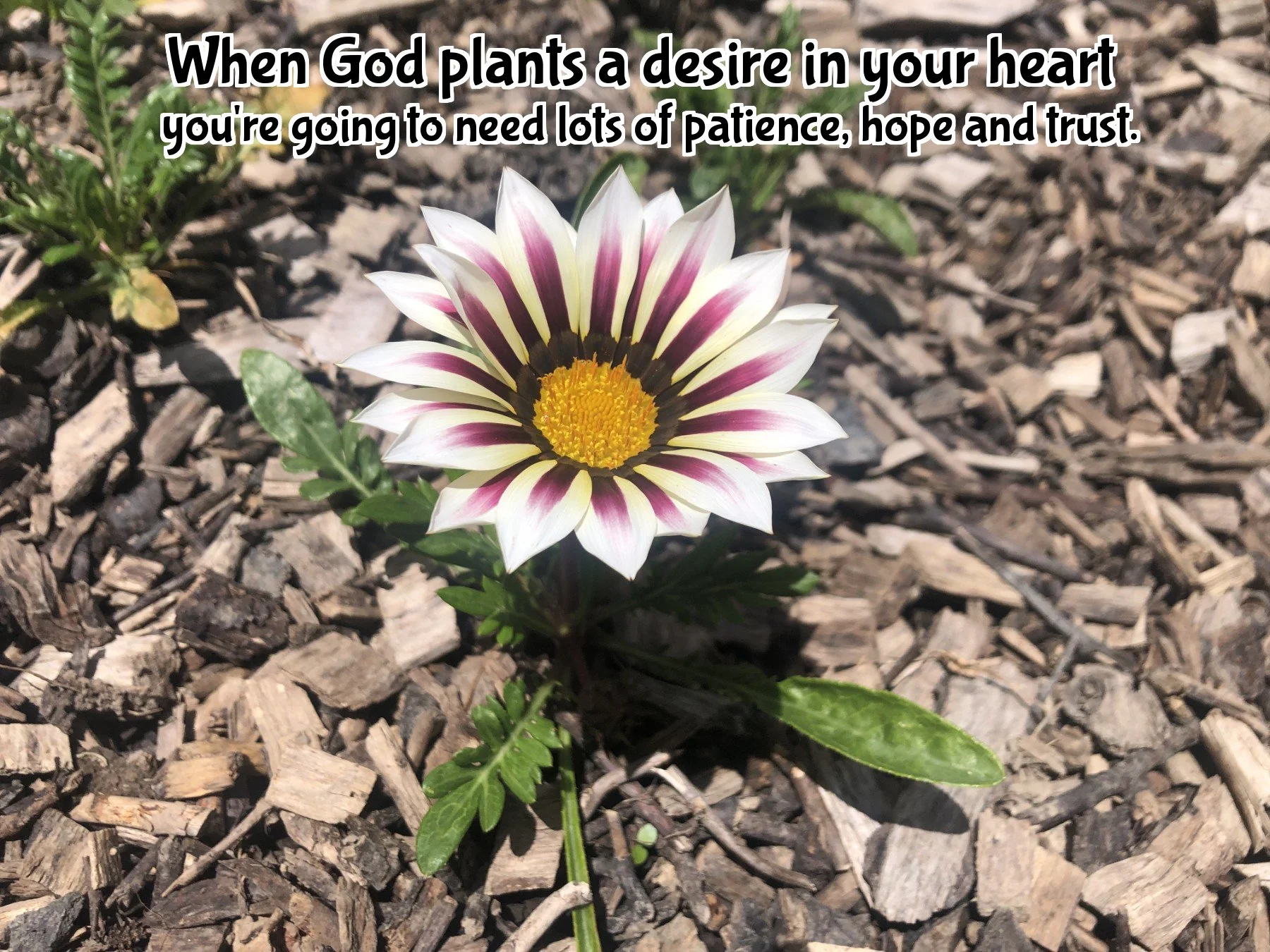When God plants a desire