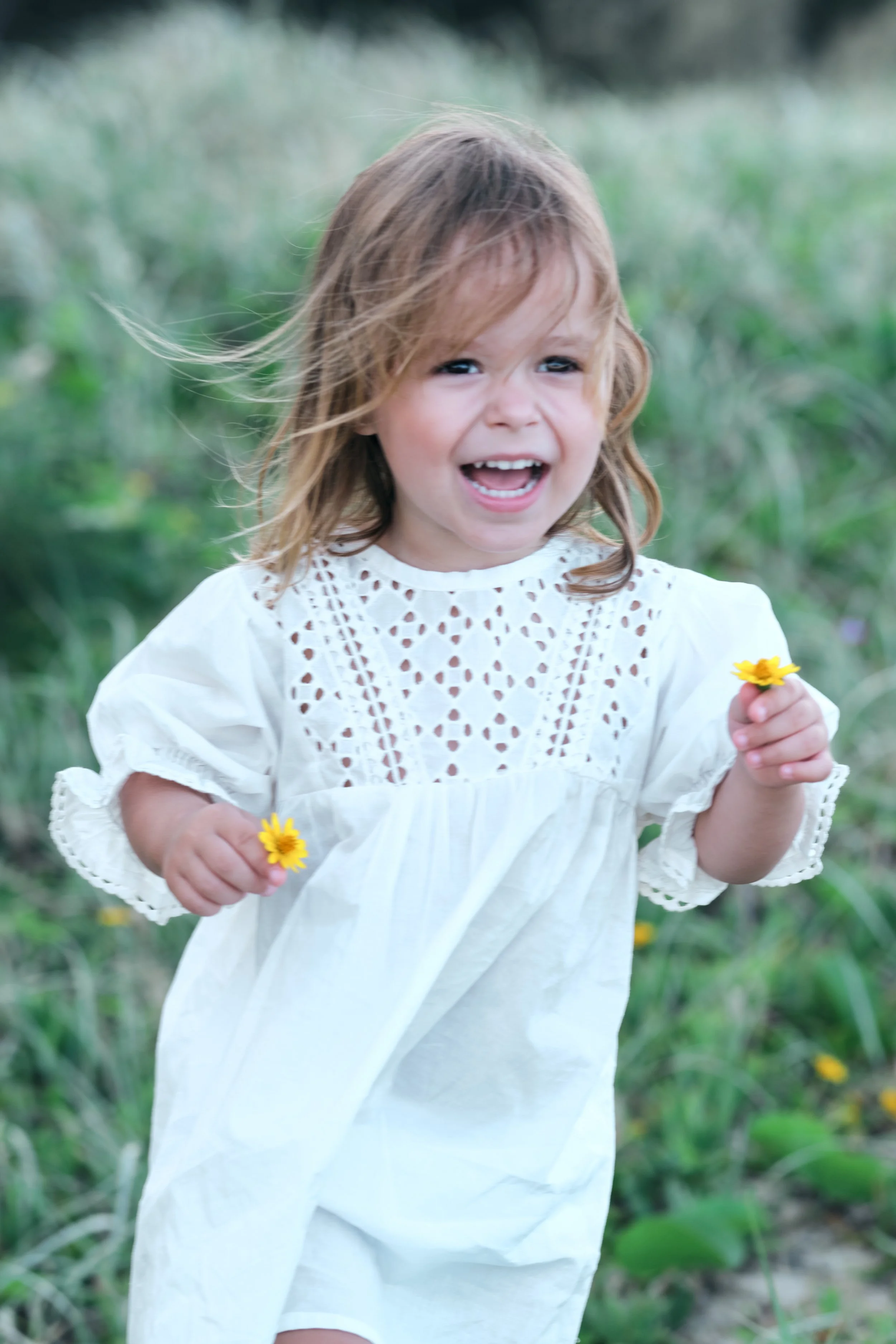 Primrose D