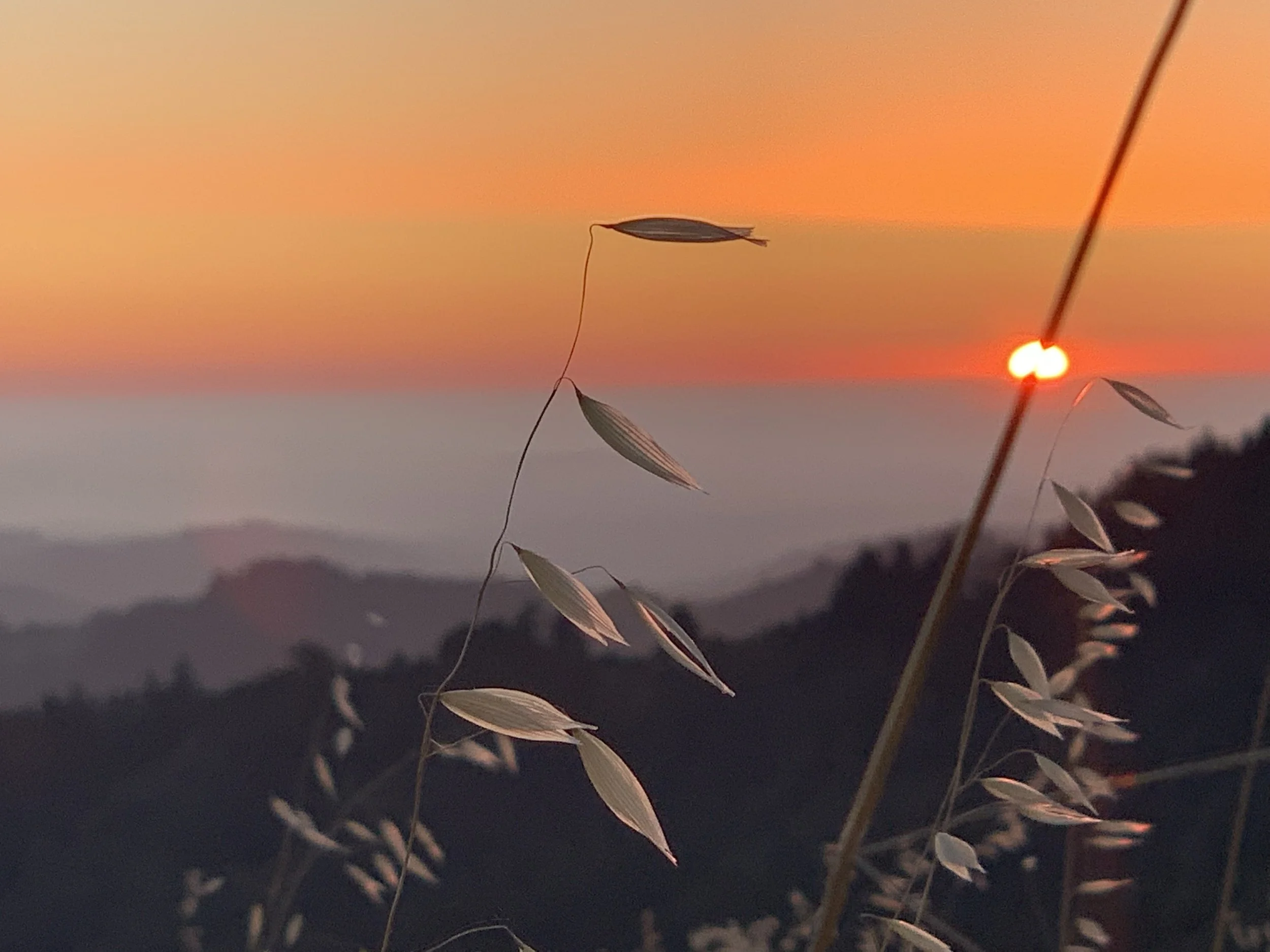 Wednesday Dawn Zazen
