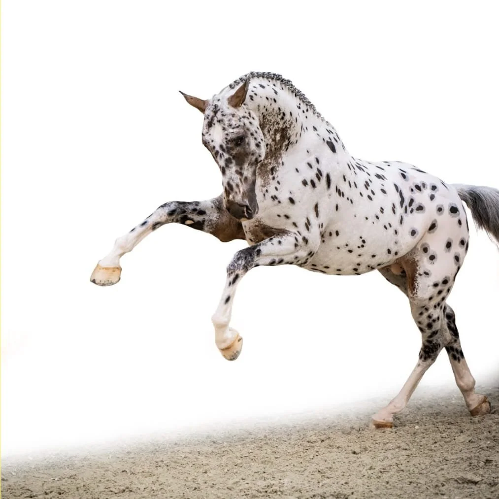 J-Nius V.V. x Candy Crush Z