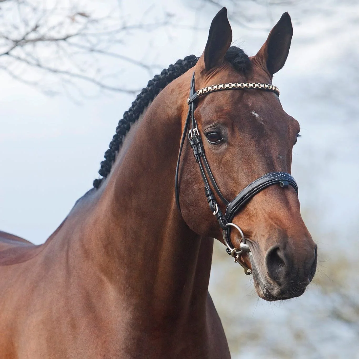 Eldorado vd Zeshoek TN x Panamera SOL