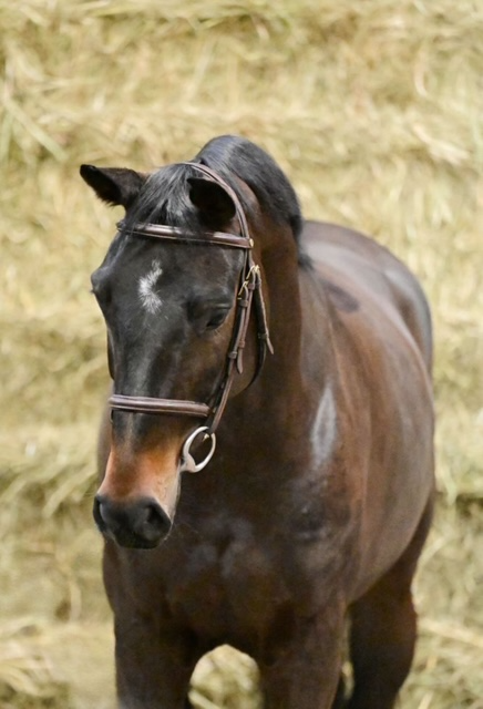 2019 - TORINA VAN 'T RUYTERSHOF