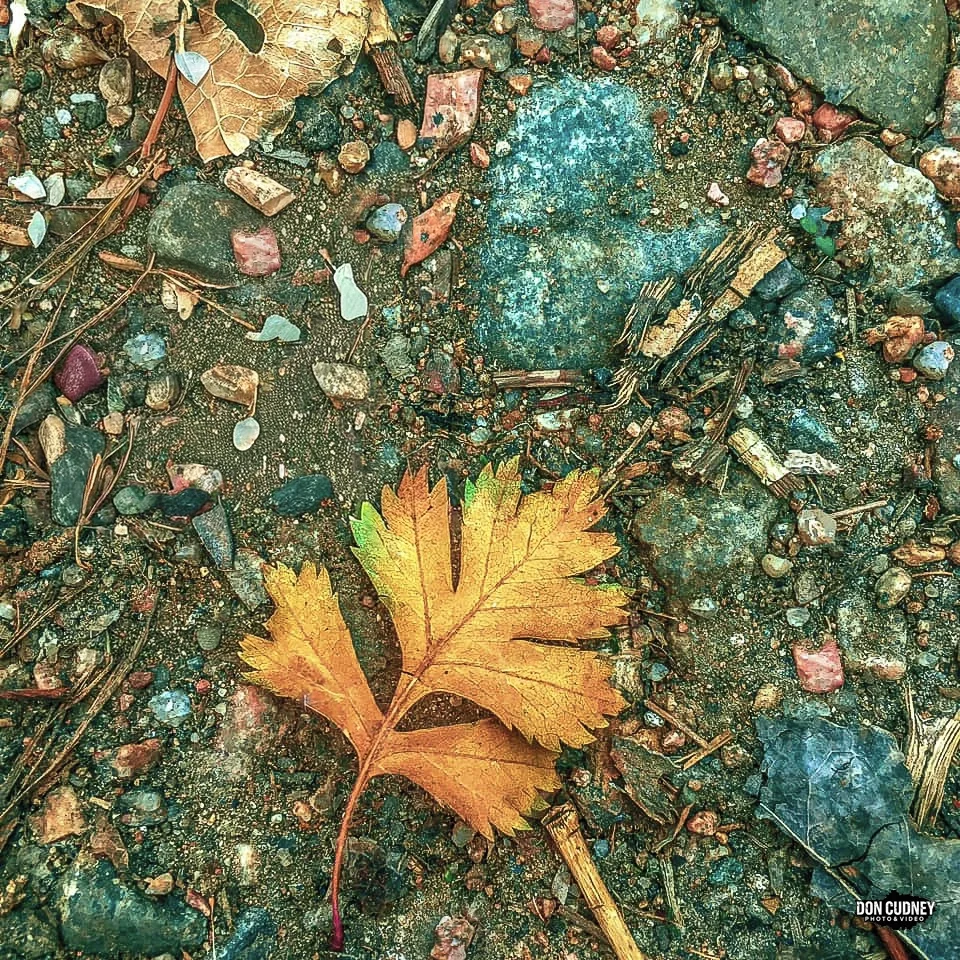 art_leaves-1 copy.webp