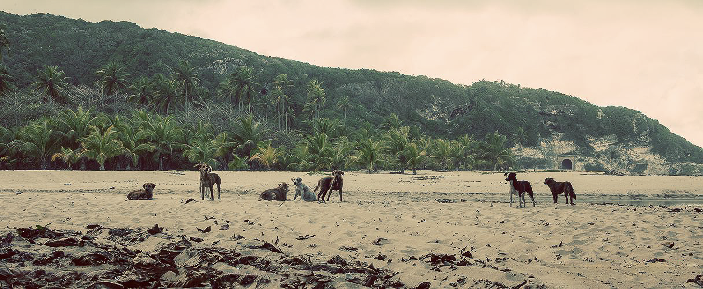 wilddogs-Enhanced-SR-1 copy.webp