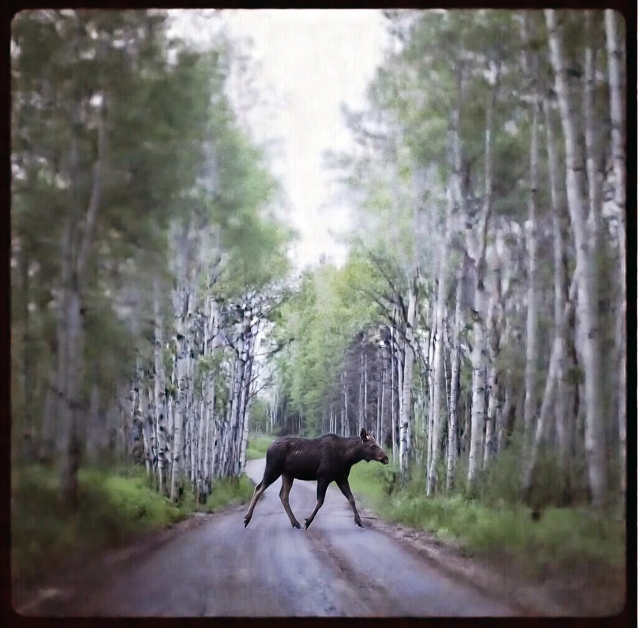 MooseCrossing copy.webp