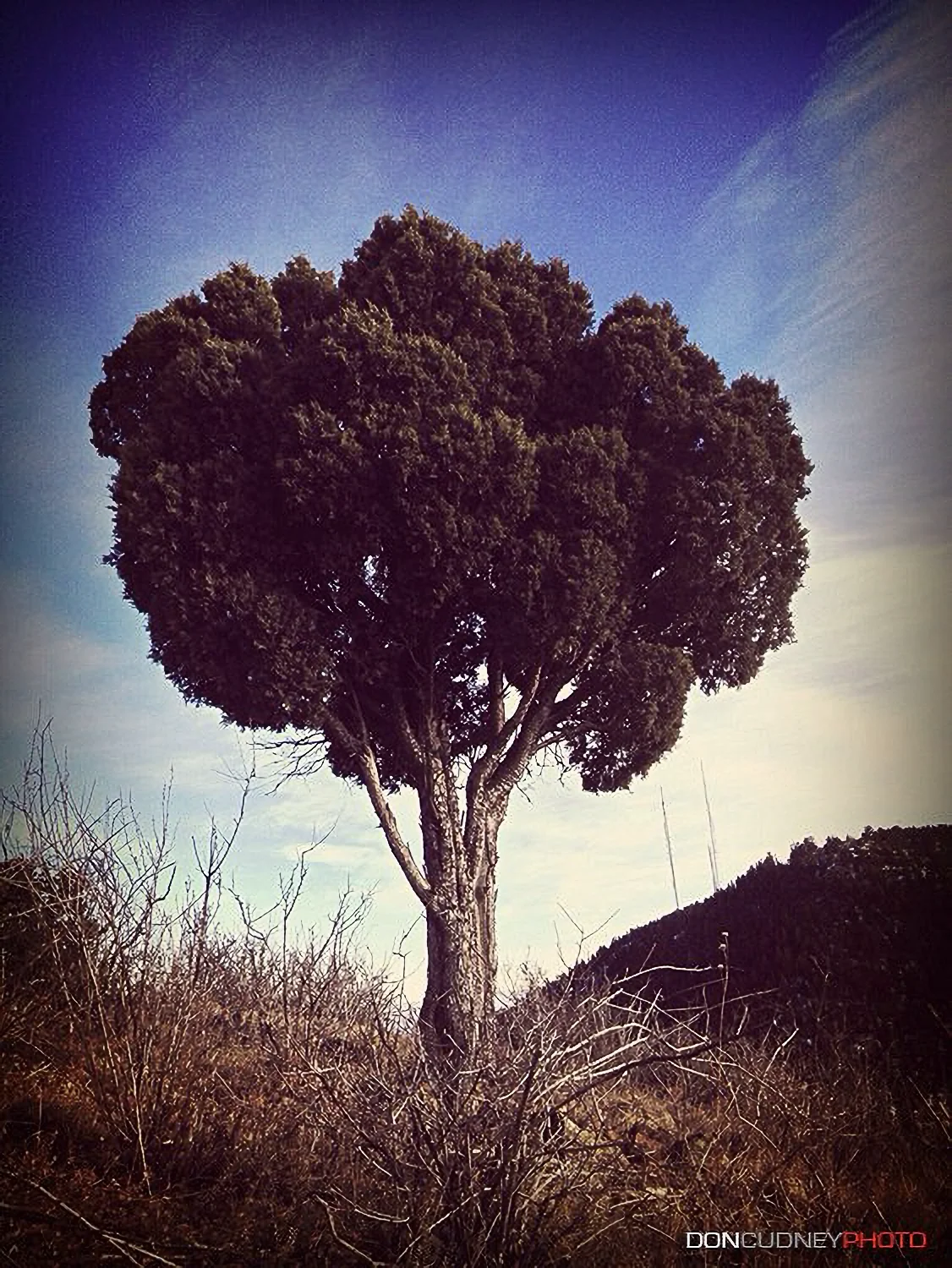 lonetree-Enhanced-SR-1 copy.webp