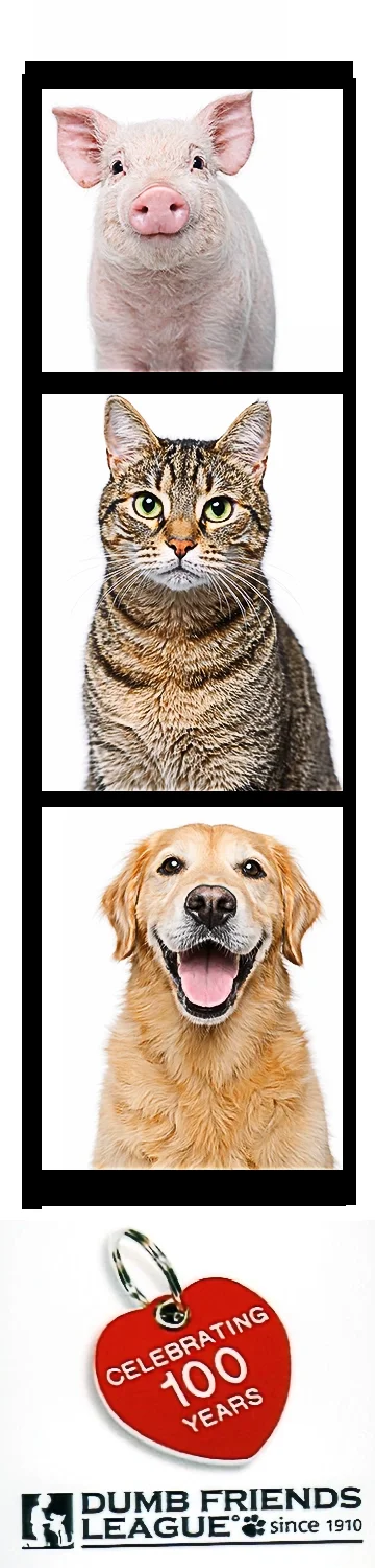 DFL_100 years copy.webp