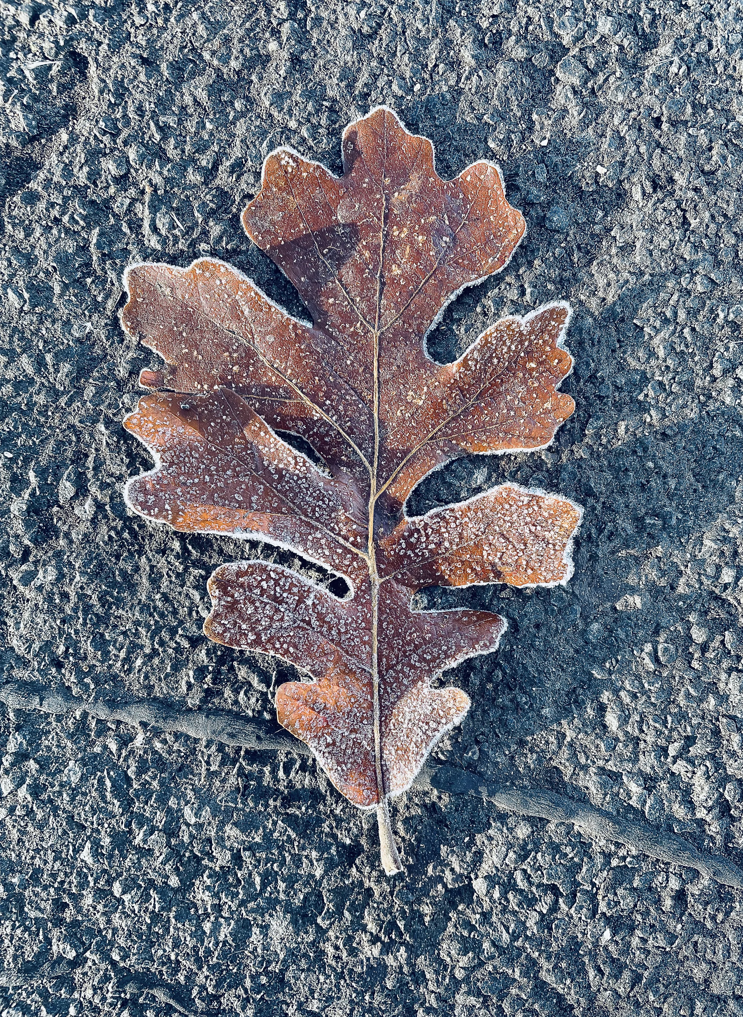 FrozenLeafV1 copy.webp