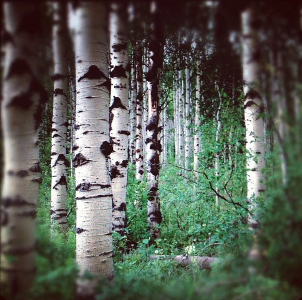 steamboattrees.jpg