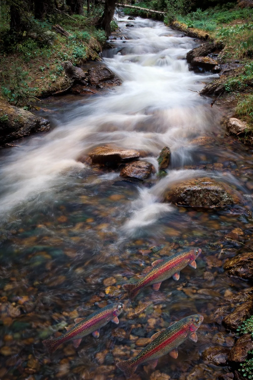 RiverWithFish copy.webp