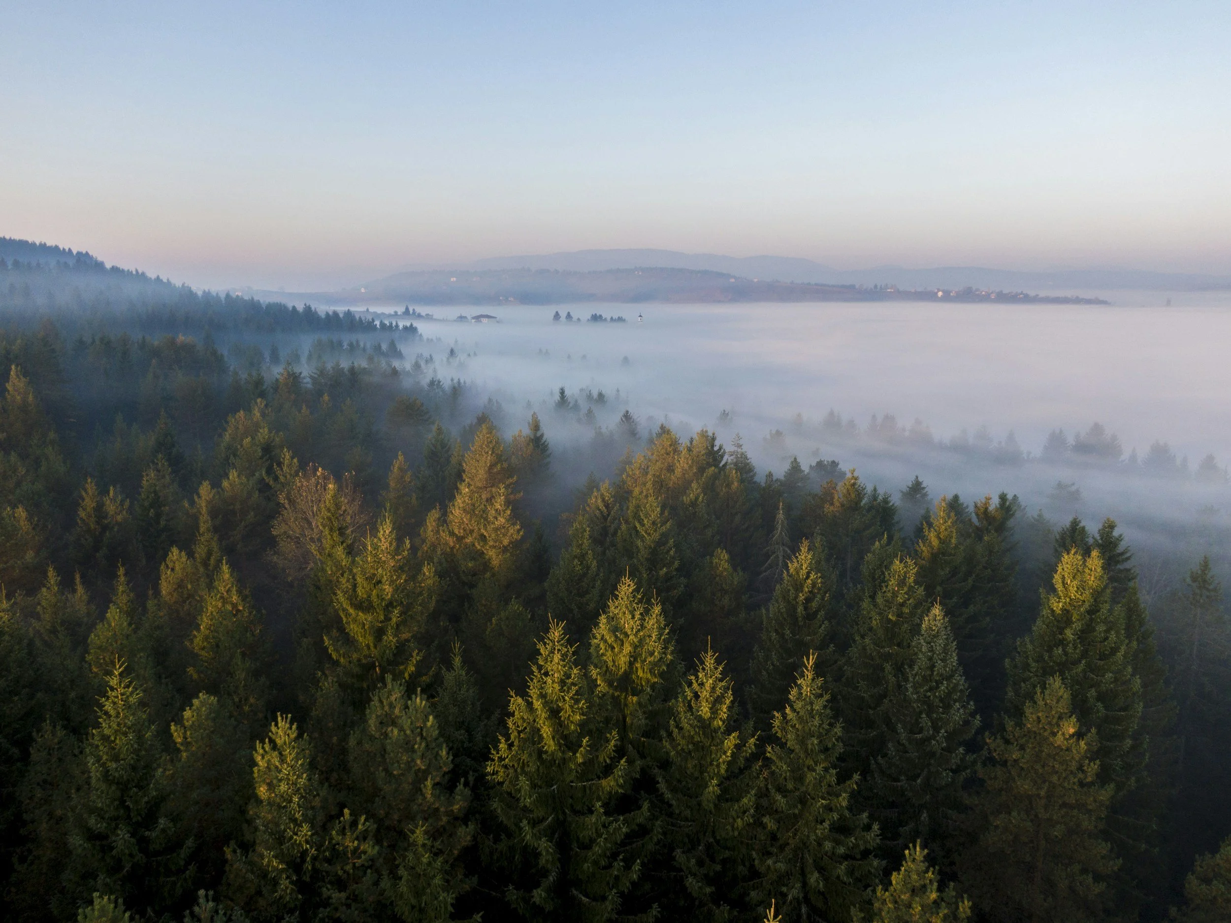 Forest from above with foggy sky in the distance, some tree tops poking out the fog and some hills