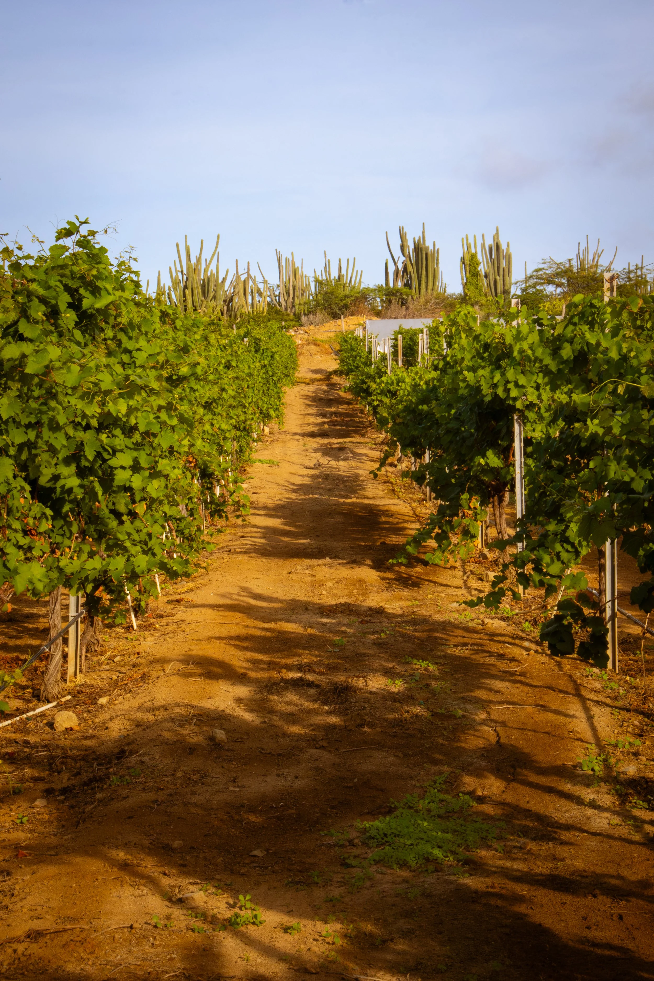 MRZ-Alto_Vista_Winery_November_SM-2025-12.jpg