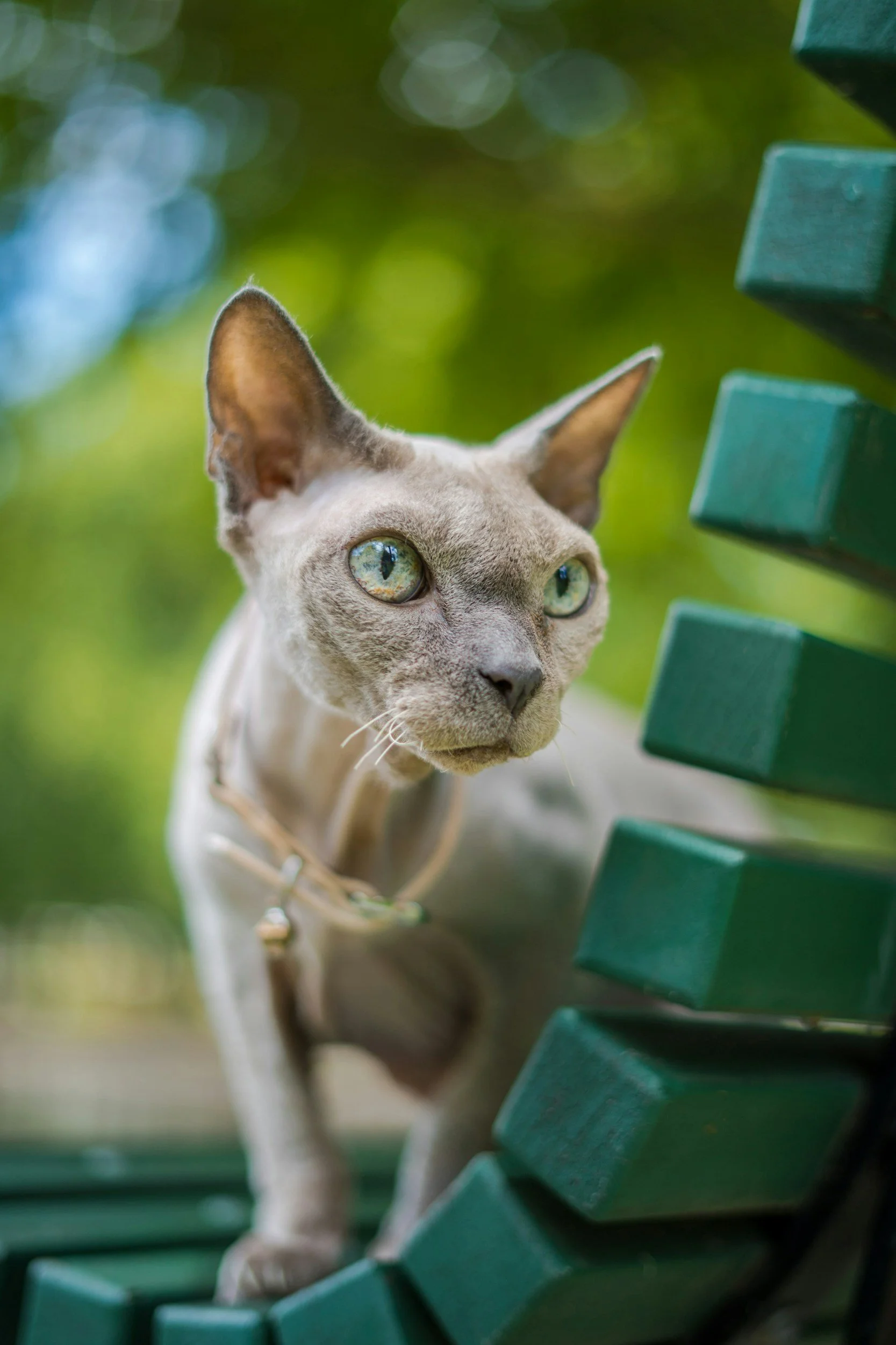 Understanding Cat Dementia: Early Signs and How to Support Your Senior Cat