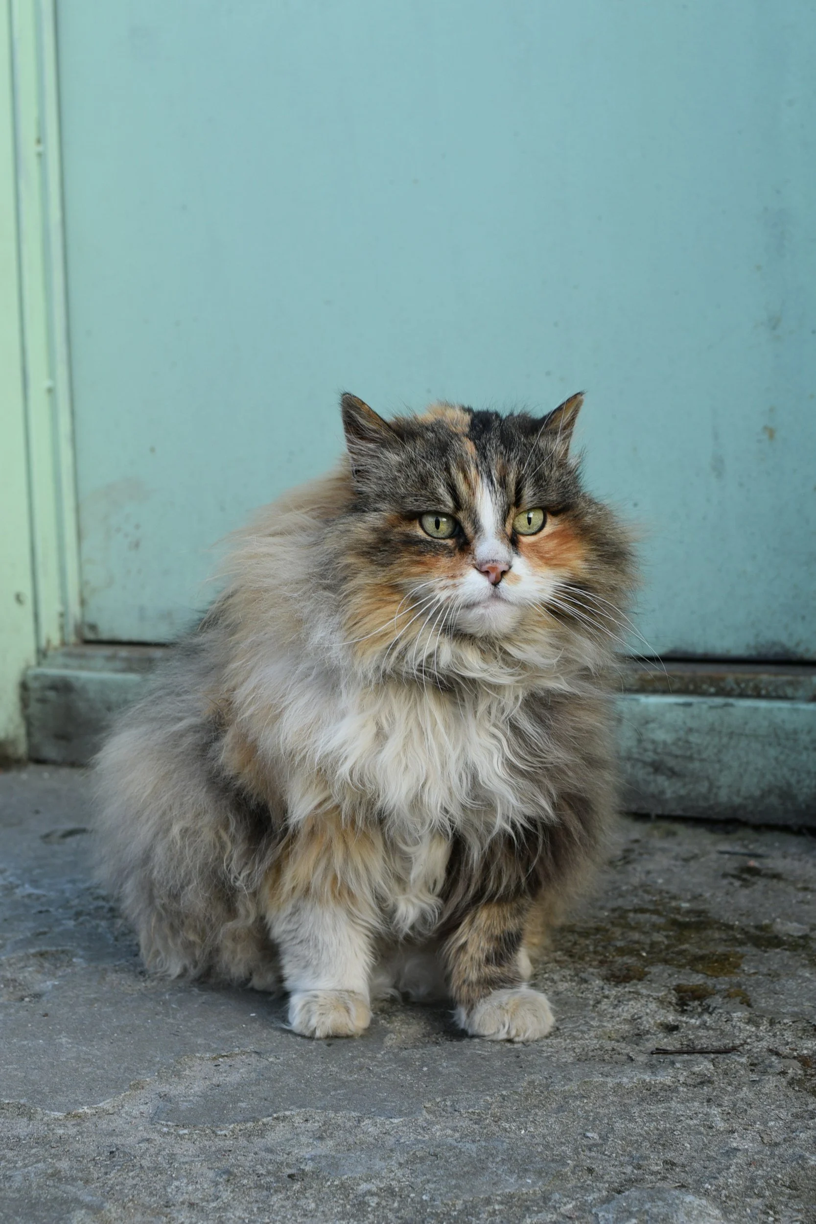 🌈&nbsp;Osteoarthritis in Cats: What It Means, How to Help, and When to Consider Saying Goodbye