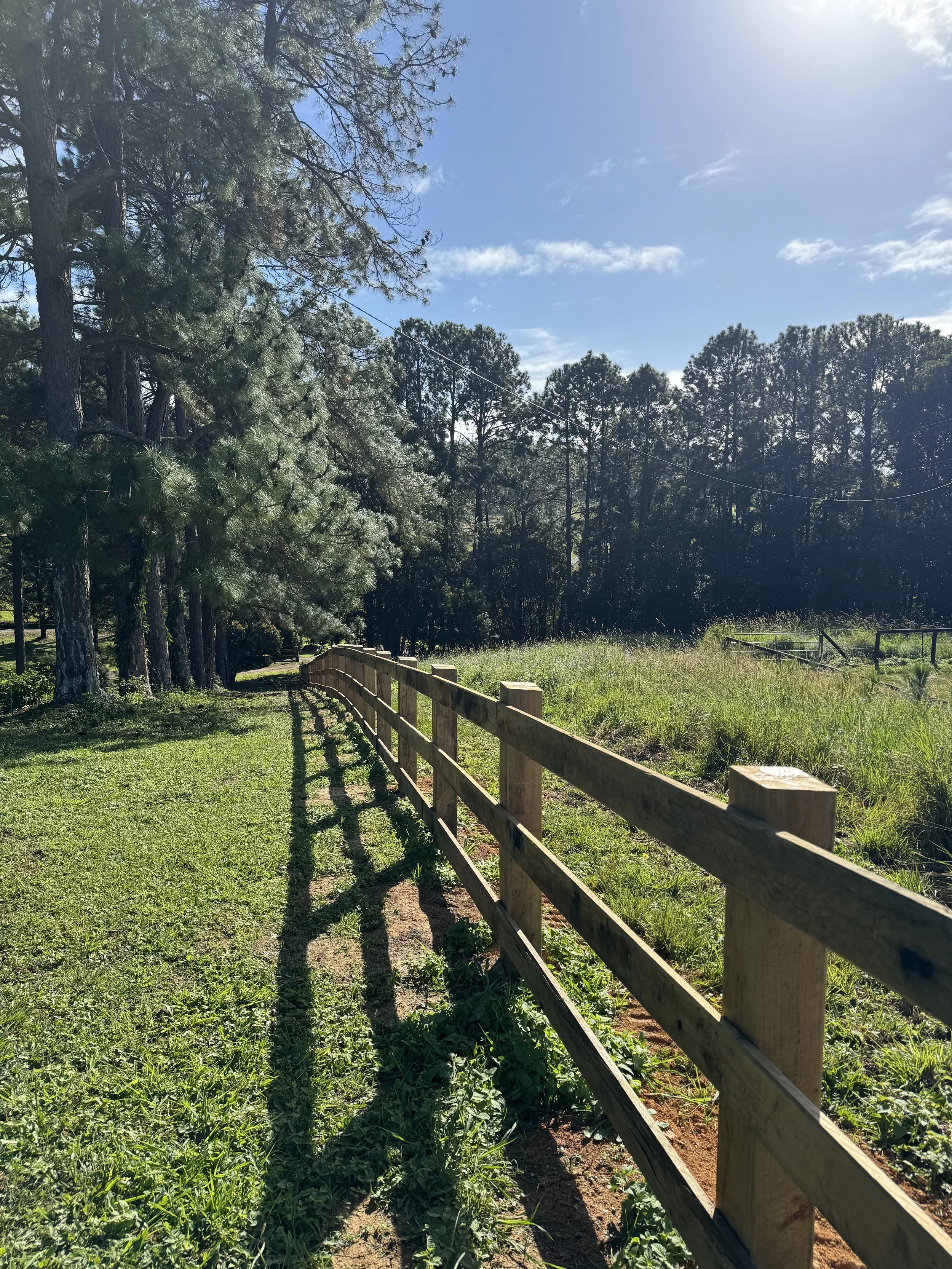 A sunny day with a clear blue sky and scattered clouds. Tall pine trees line a grassy area, with a wooden fence running parallel to a dirt path, casting shadows on the ground.