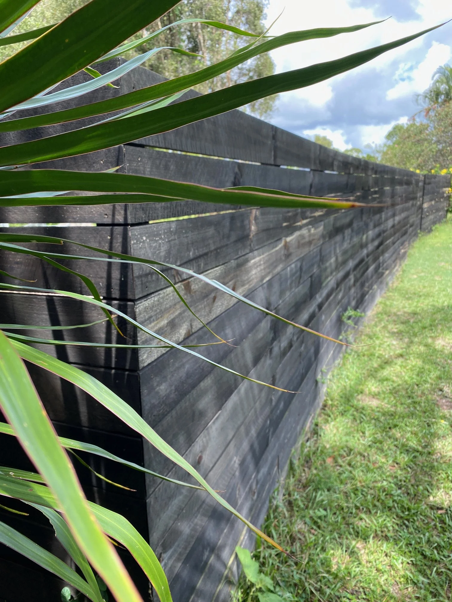 Close-up of green plant leaves in front of a black wooden fence, with a background of trees and a partly cloudy sky.