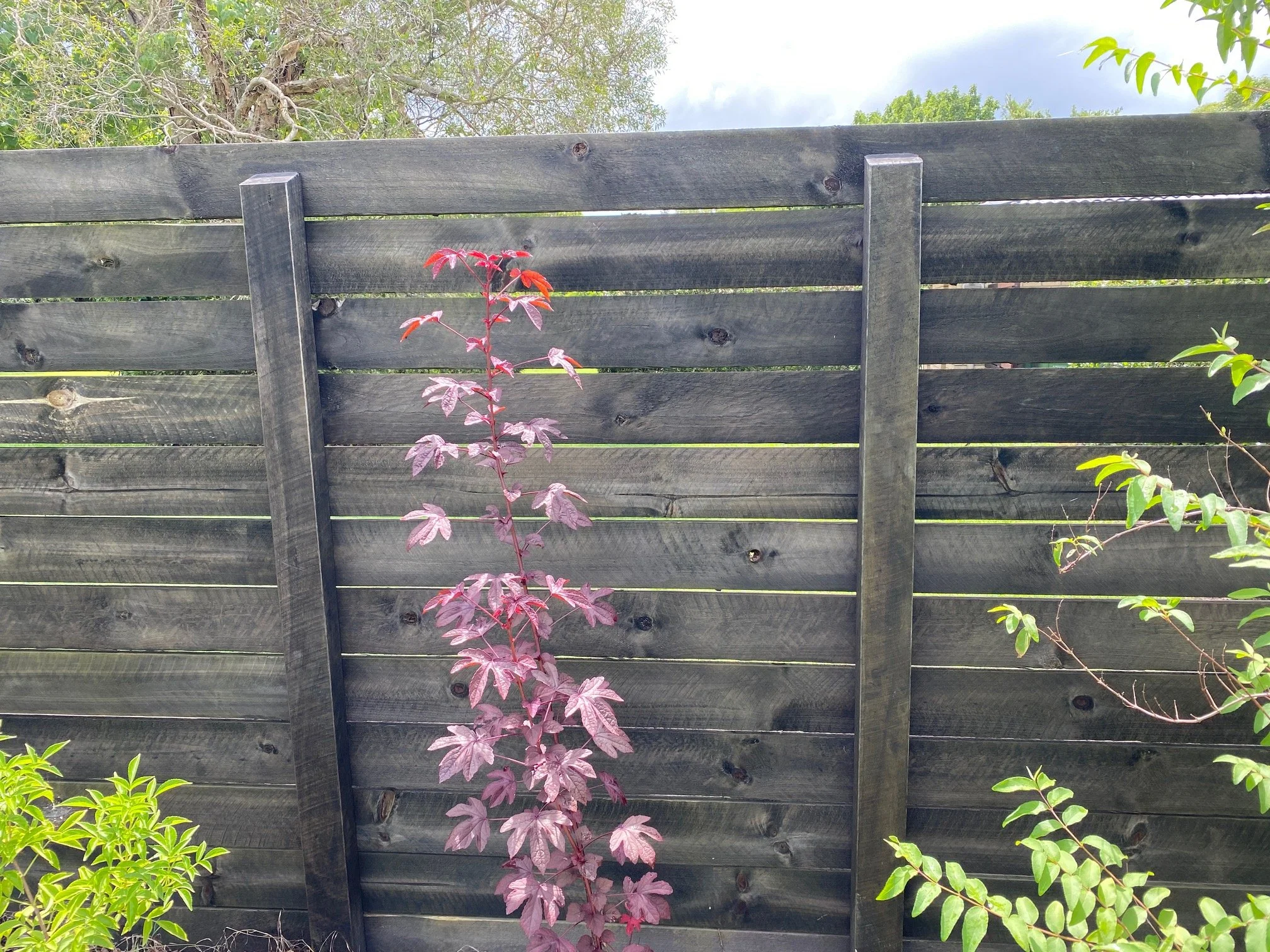 Wooden fence with climbing plants, including a reddish-purple vine in the foreground, and green foliage with a cloudy sky in the background.