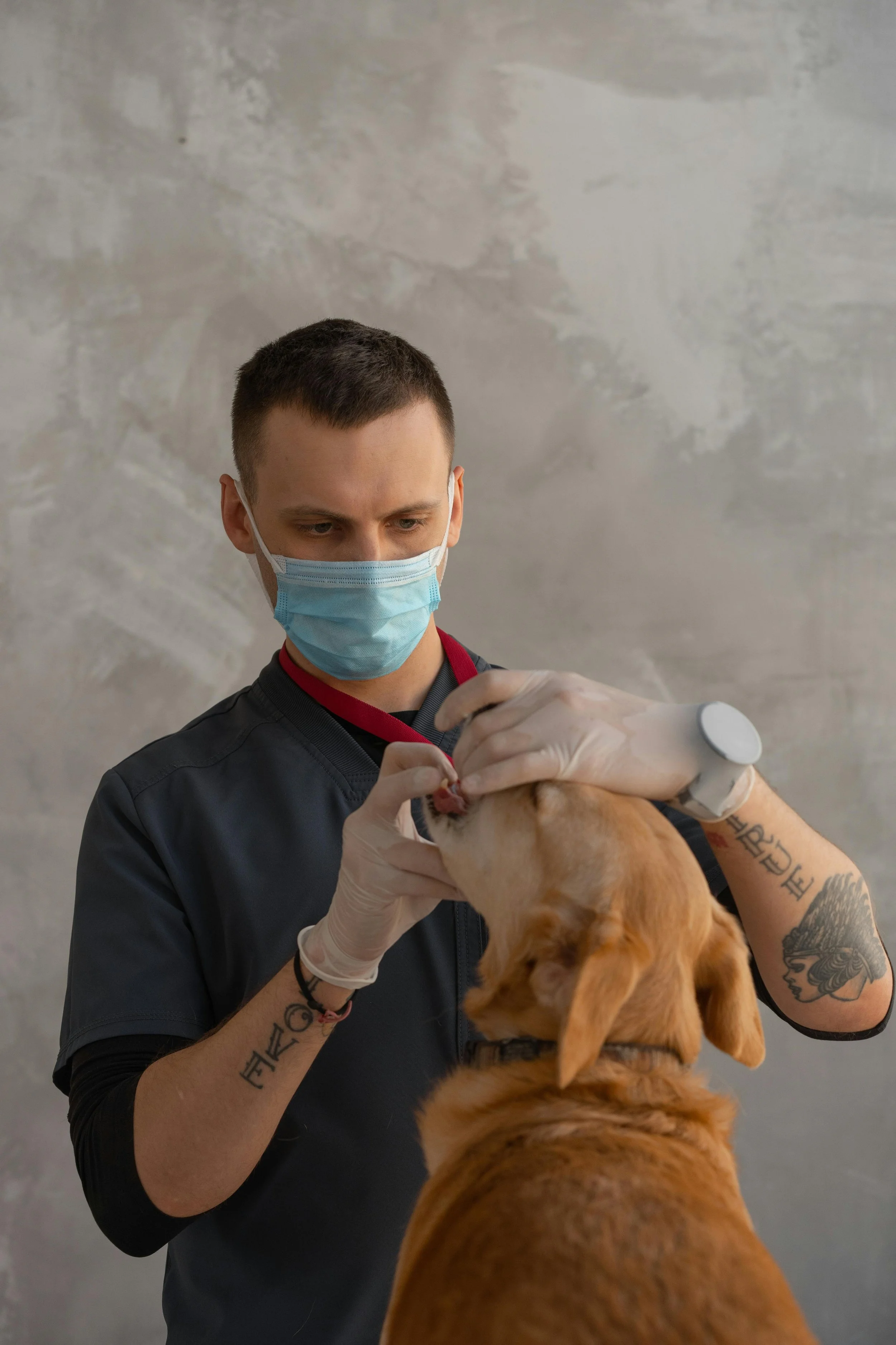 Veterinarian Care
