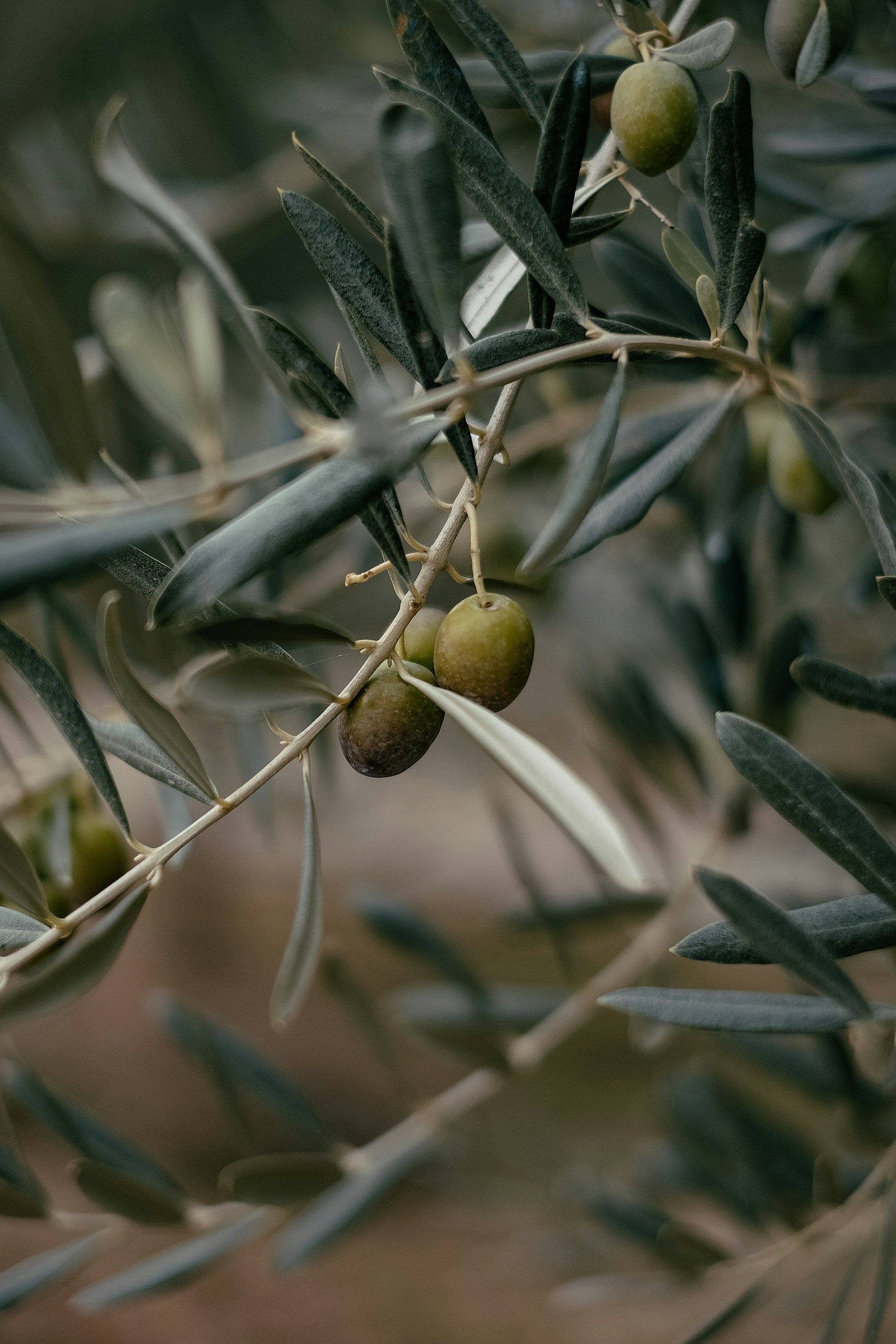 Close-up of green olives on a branch with leaves