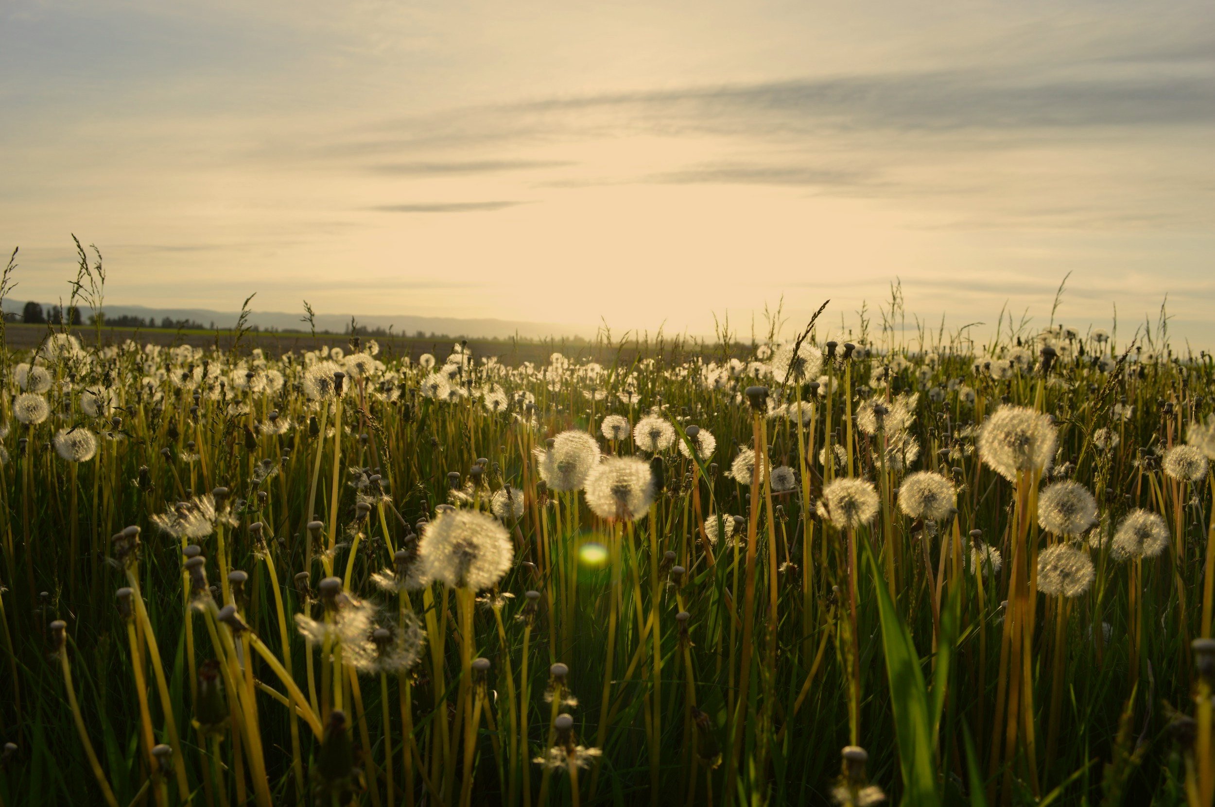 Field of dandelions during sunset
