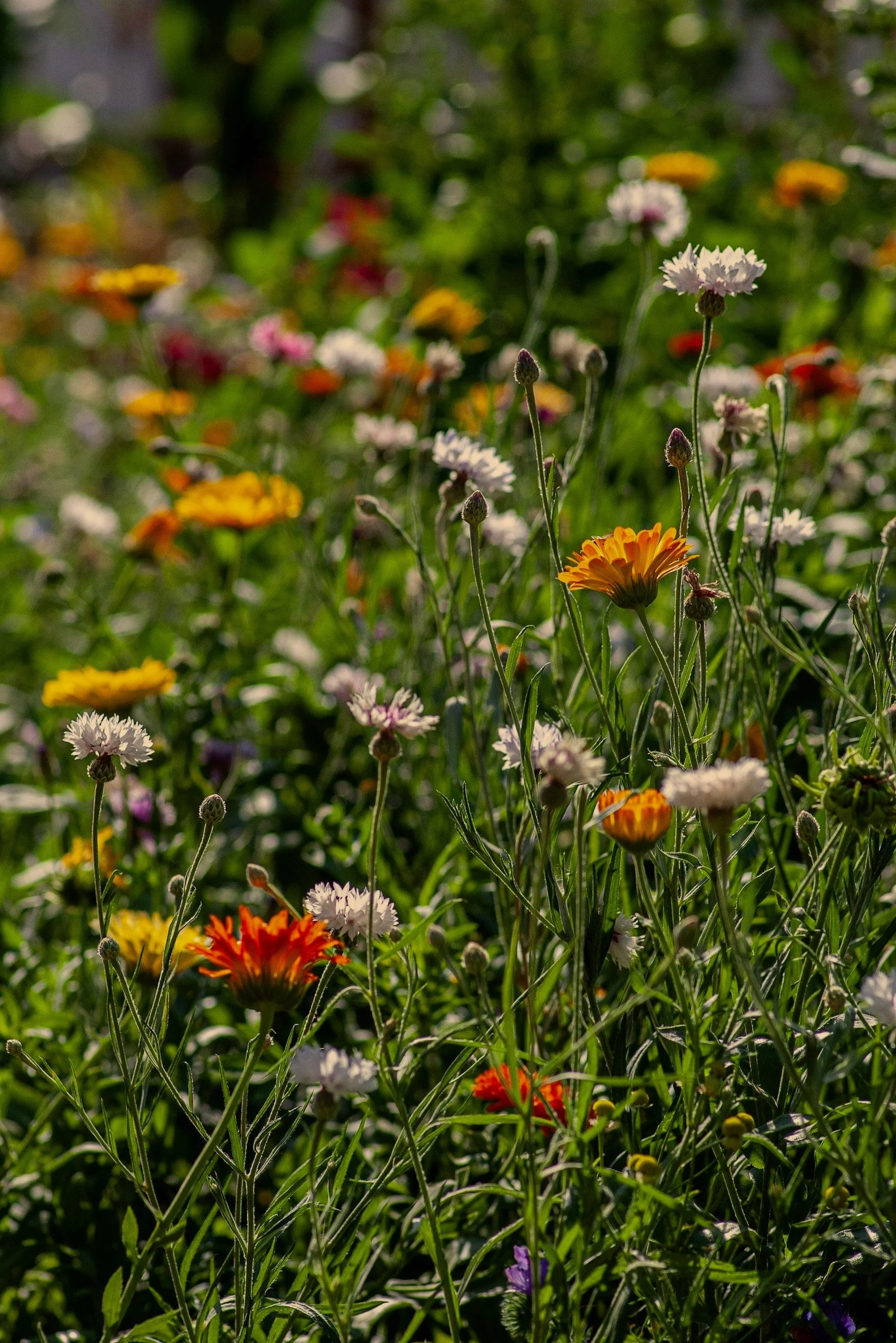 Wildflower meadow with orange and white flowers in sunlight, surrounded by lush green foliage.