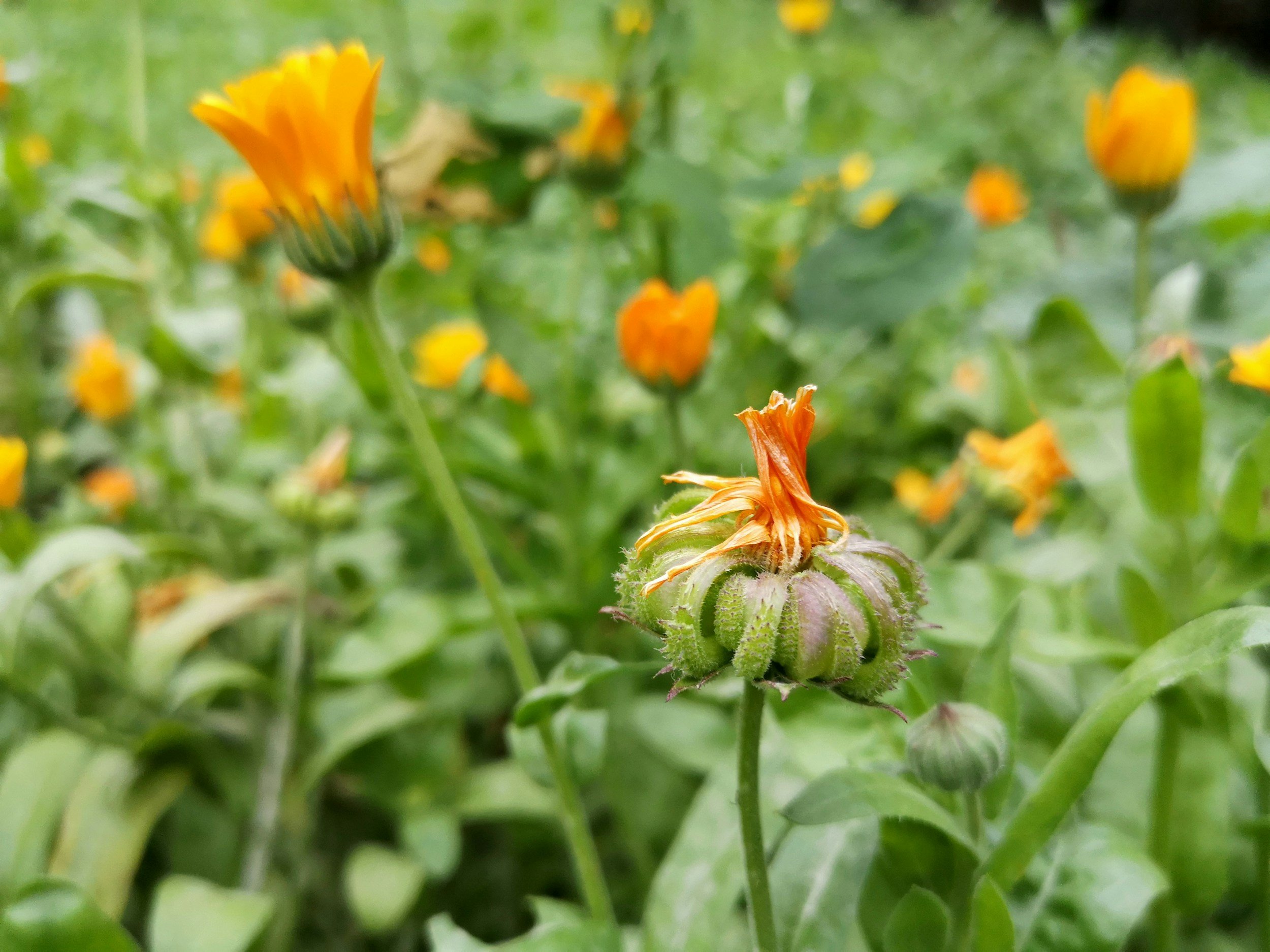 Close-up of marigold buds and blooms in a field of green foliage.