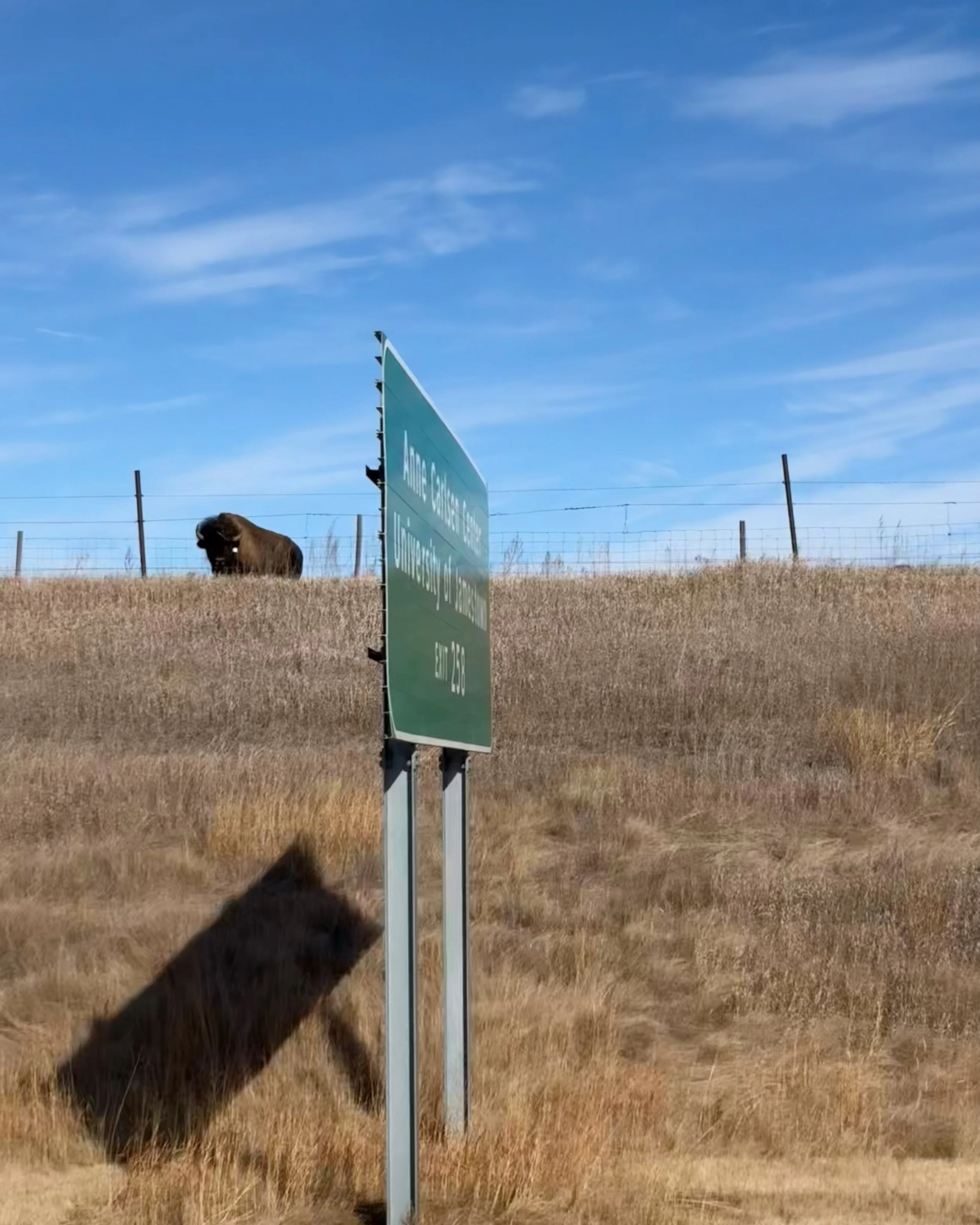 A green highway sign near a grassy field with a bison walking behind it. The sign reads "Anne Carlsen Center University of Jamestown, Exit 273."