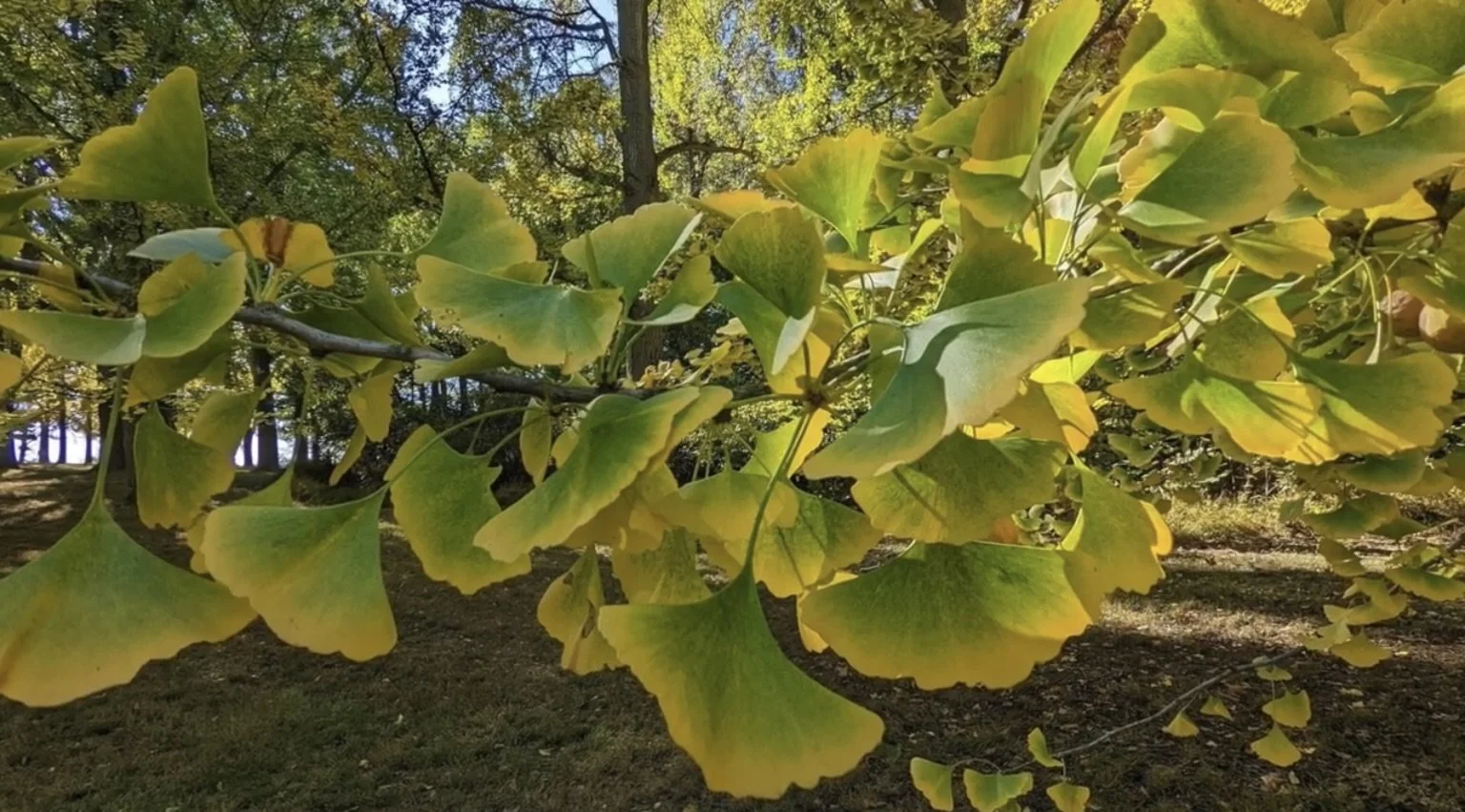 Soft Power, Sharp Focus: How Ginkgo Heals the Hustle Brain