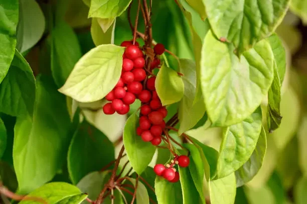 Schisandra Five Flavor Tea