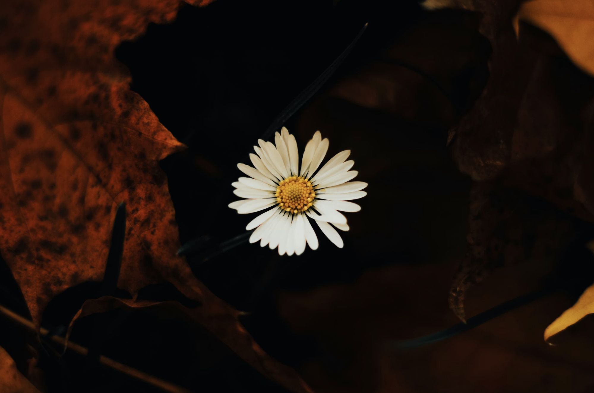 Chamomile Might Be Your Body’s Way of Asking for Softness