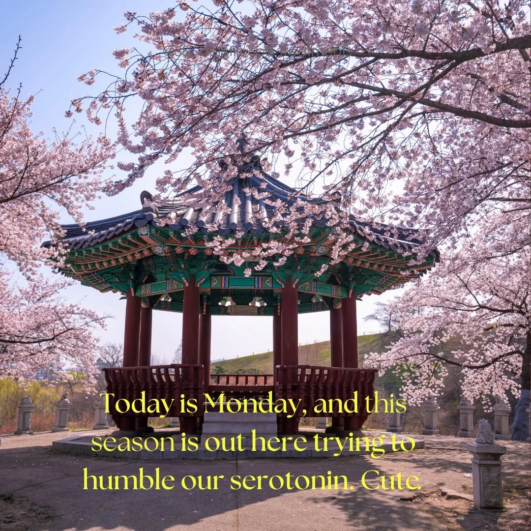 Let&rsquo;s manifest spa-vibes anyway: hot herbal infusions, intentional silence, and a silk robe that whispers, &ldquo;don&rsquo;t disturb this groove.&rdquo;

#springallergies #herbalinfusions #flowers_andlife #flowers