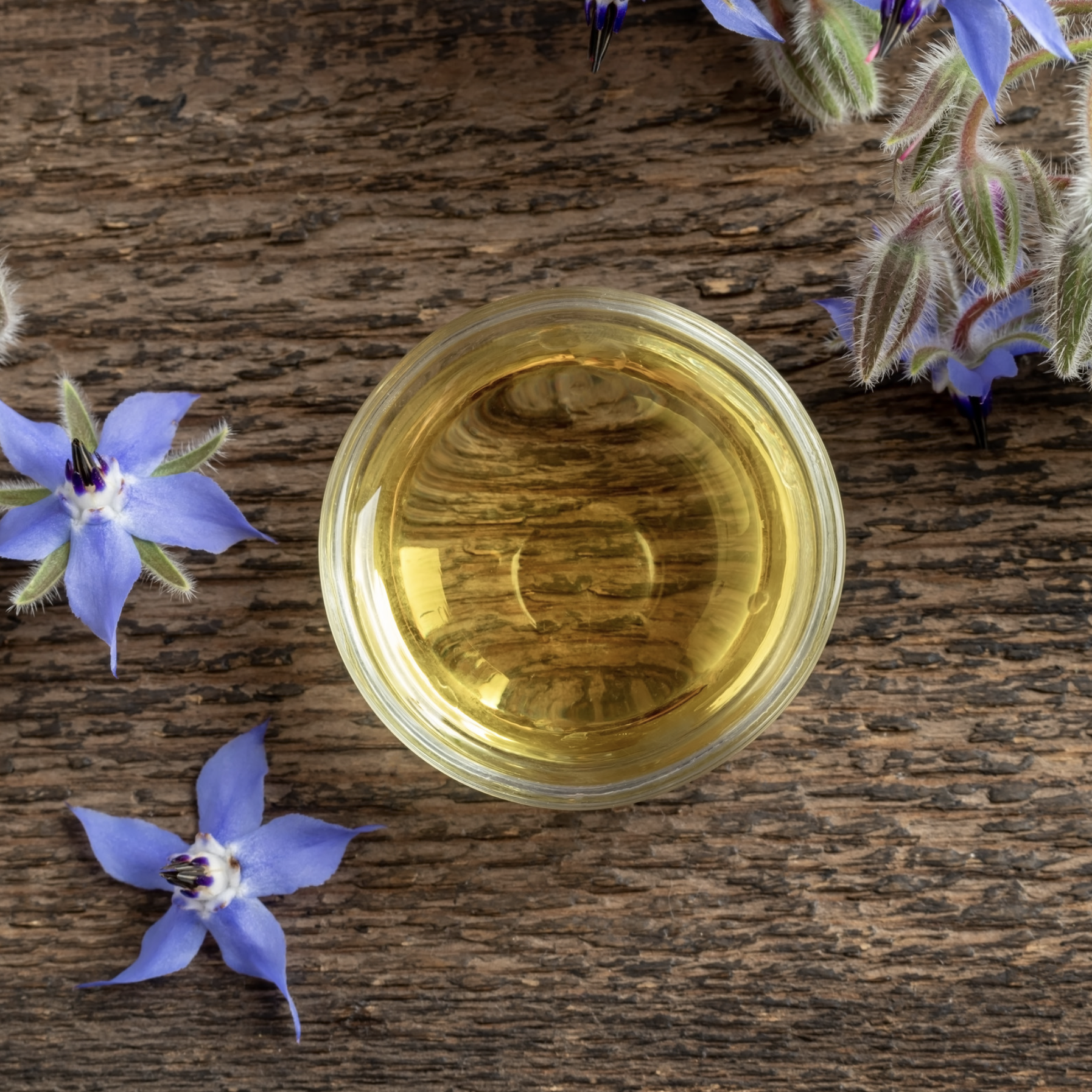 ✨ In Our Go Girl Era: Borage, Bravery &amp; The G.O.A.T. Tea
